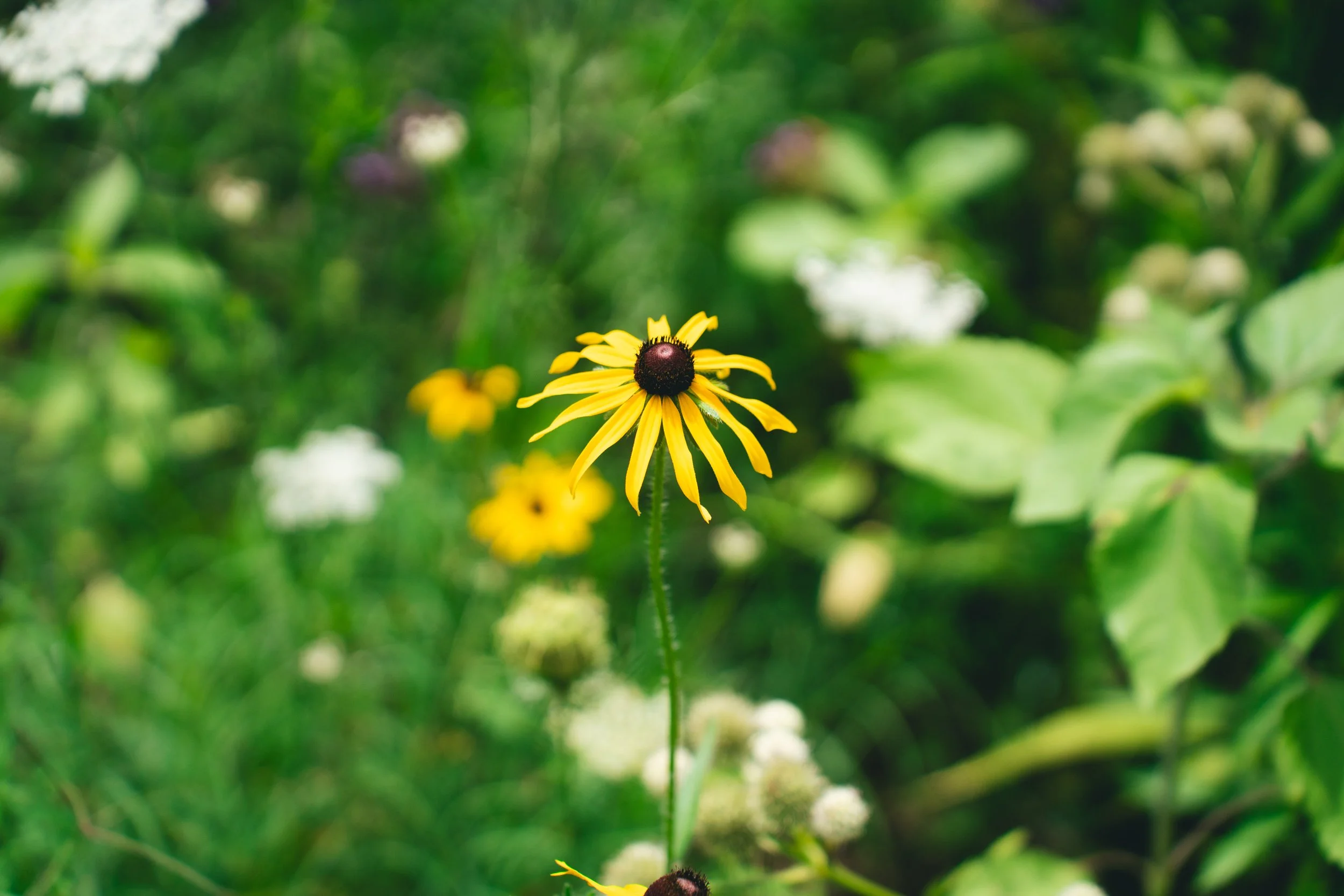 51 Doyle - Garden-45.jpg