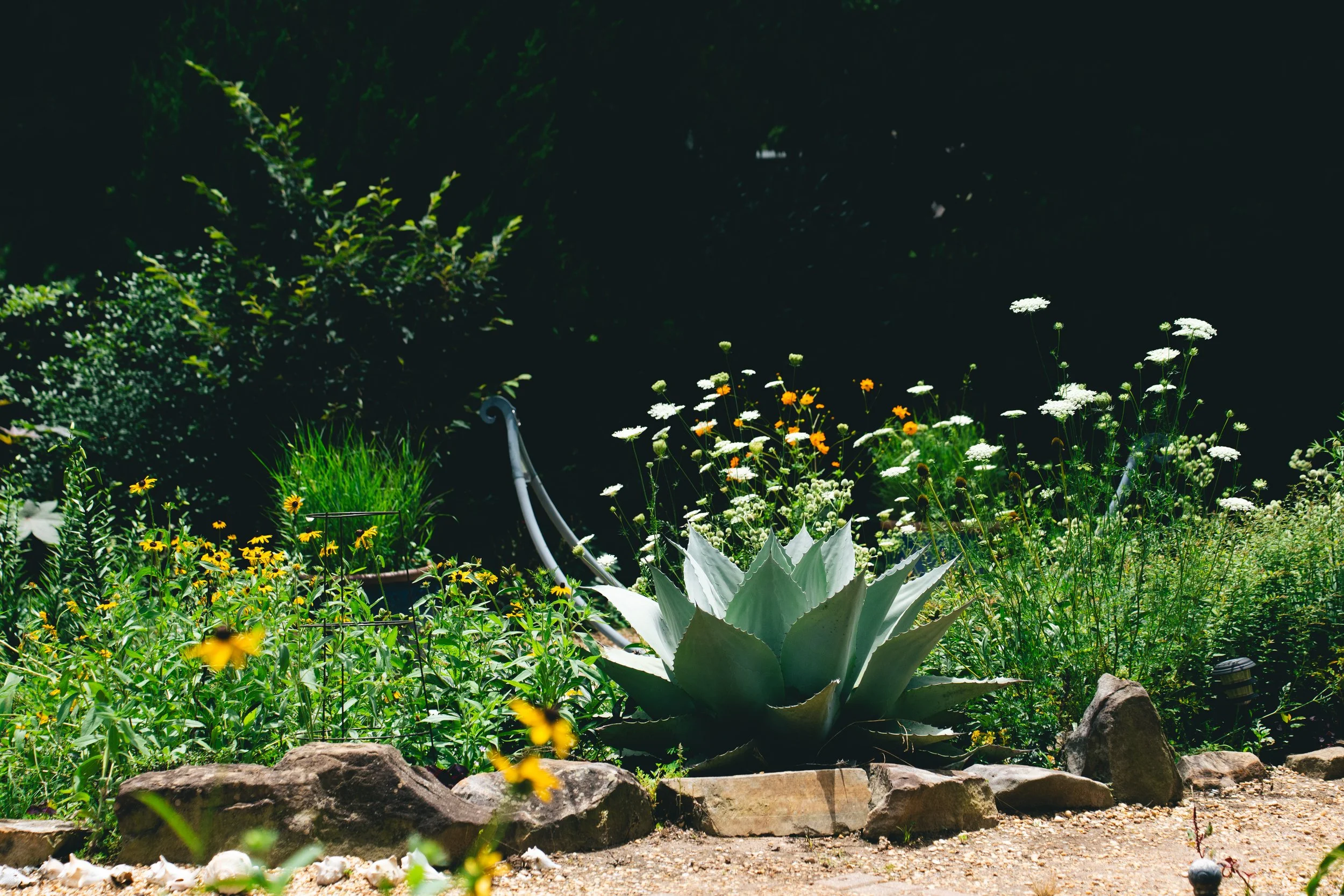 Agave
