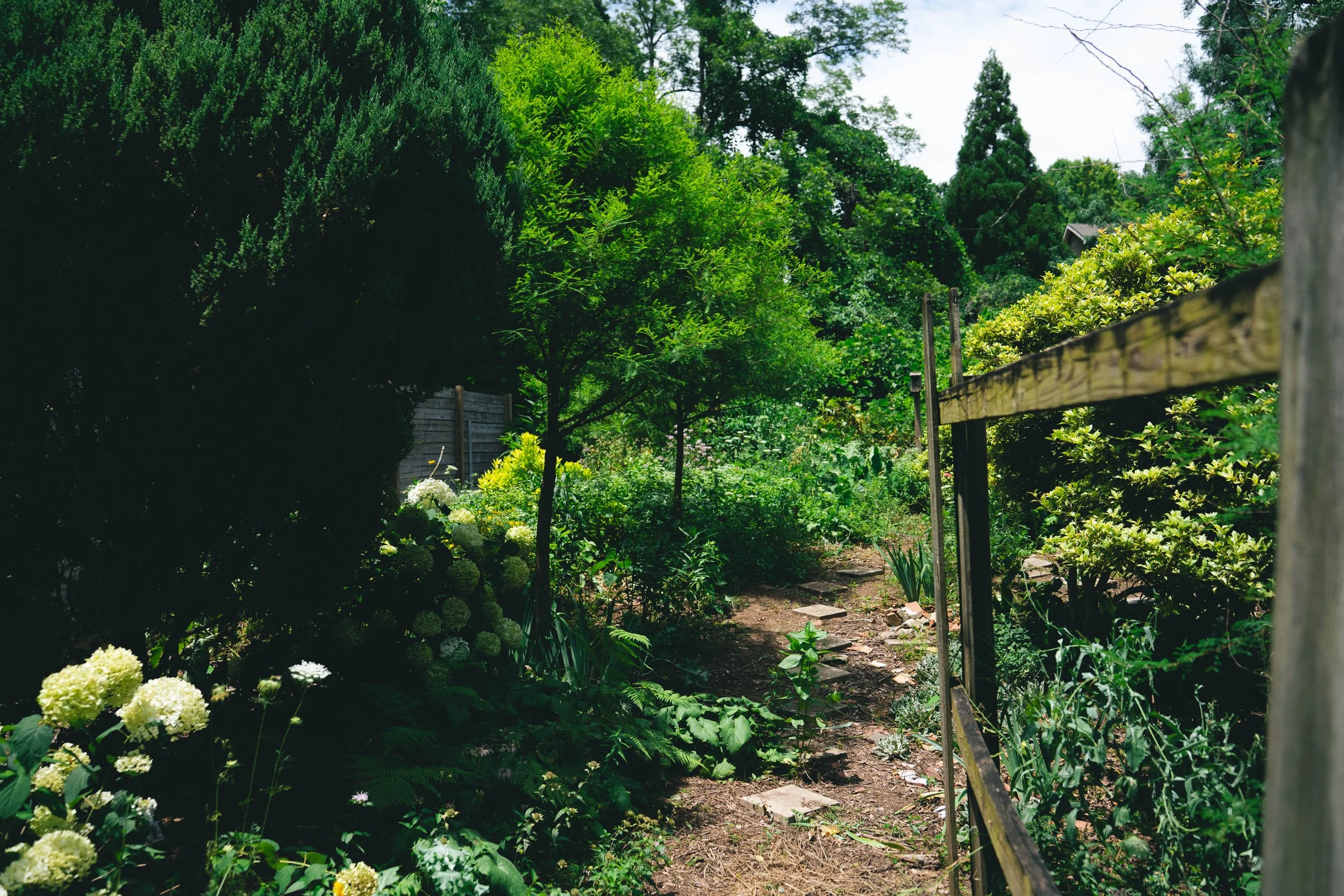 Originally an alleyway, now a reclaimed berm full of life! Bald Cyprus, Hydrangeas and more! 