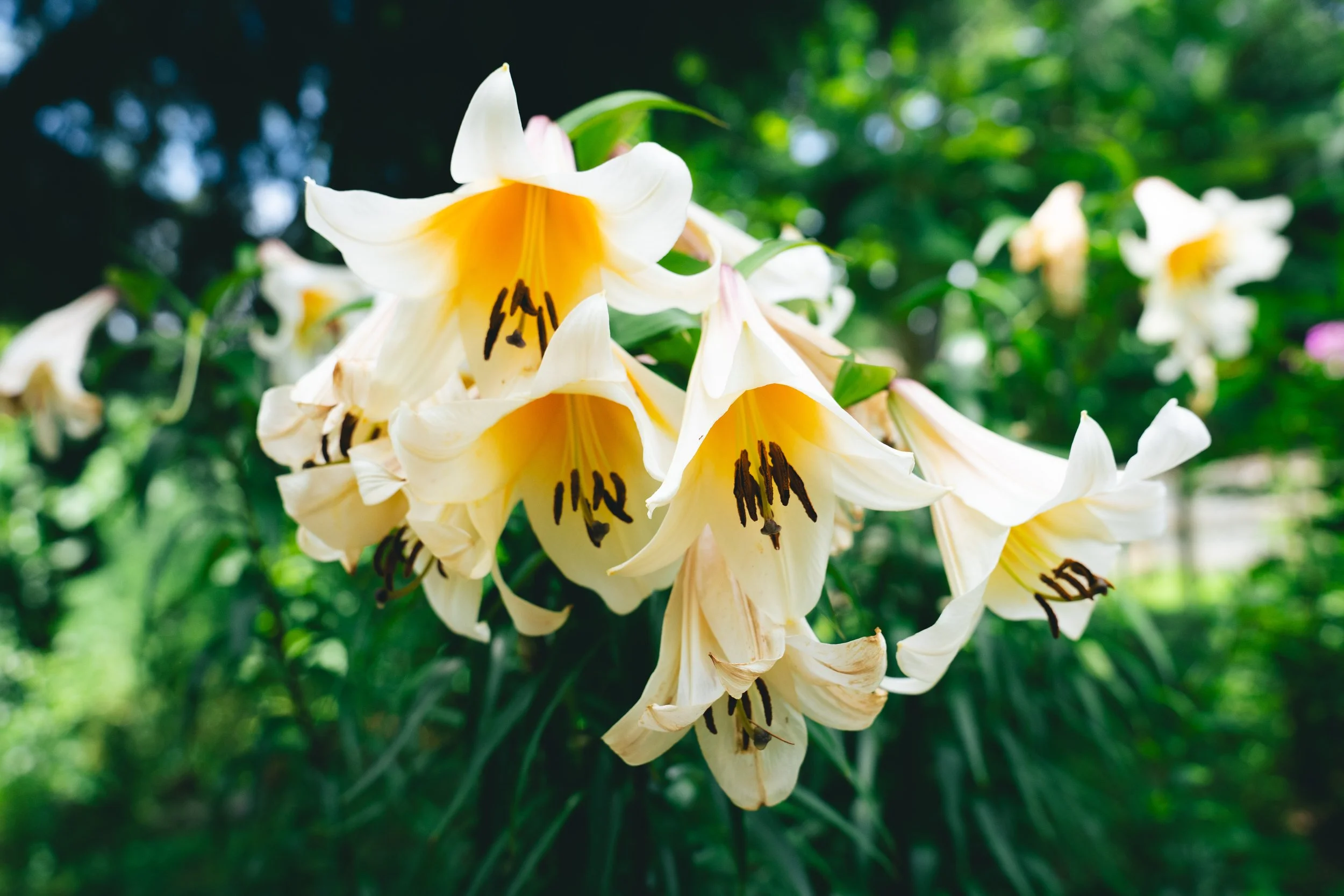 Lilly