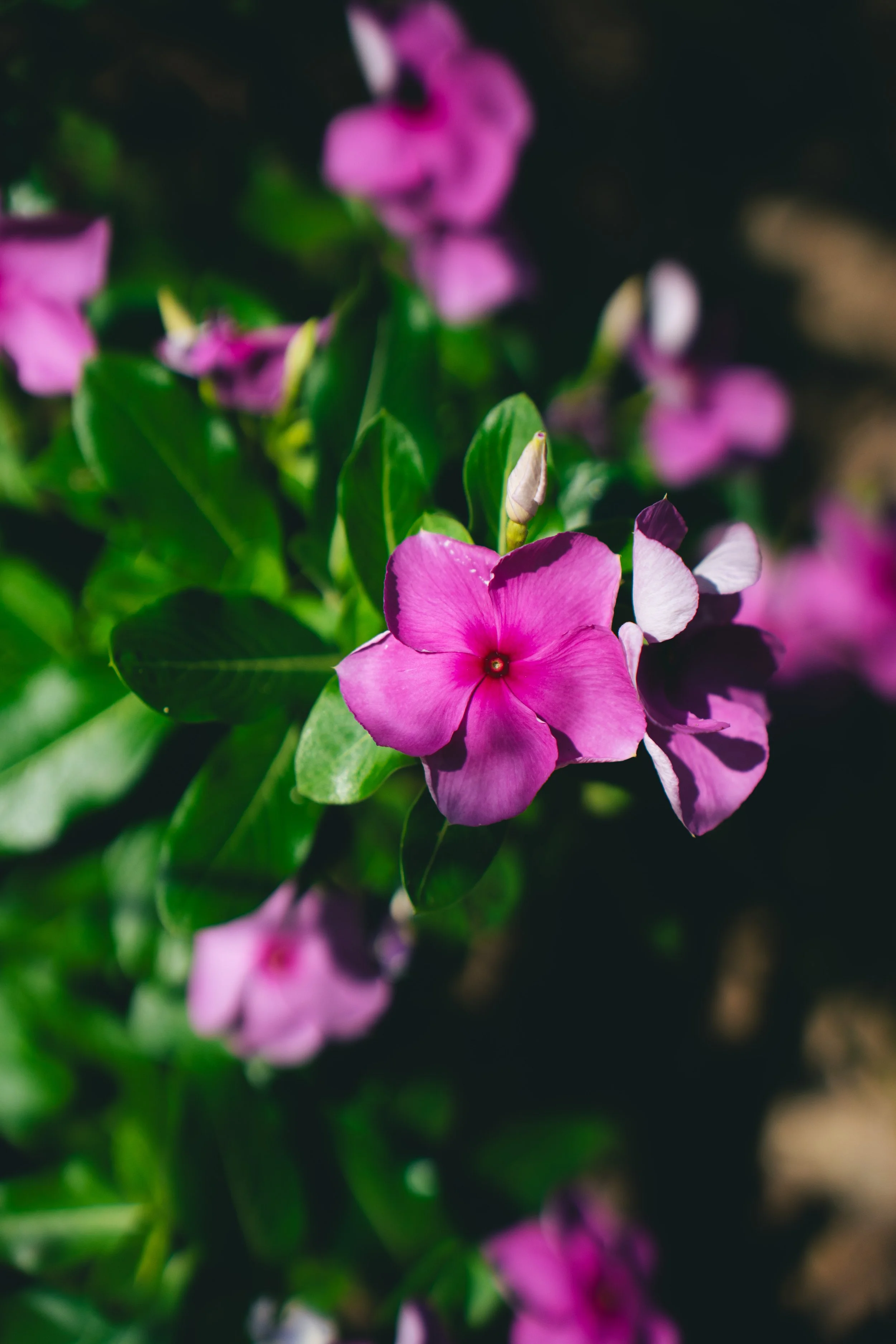 Vinca