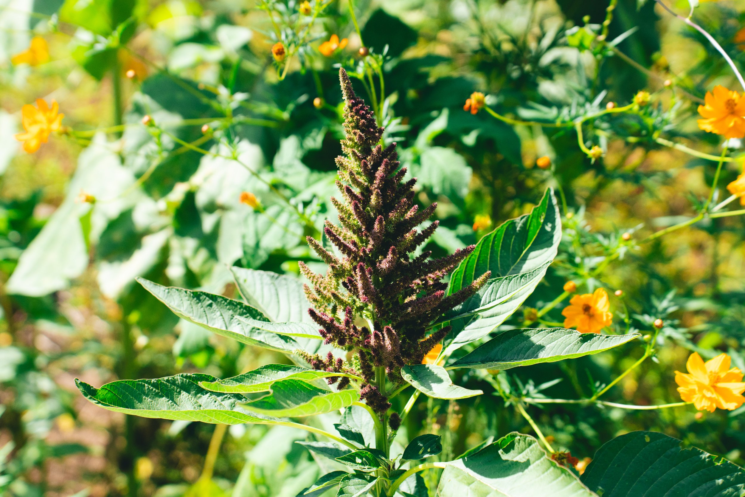 Amaranth