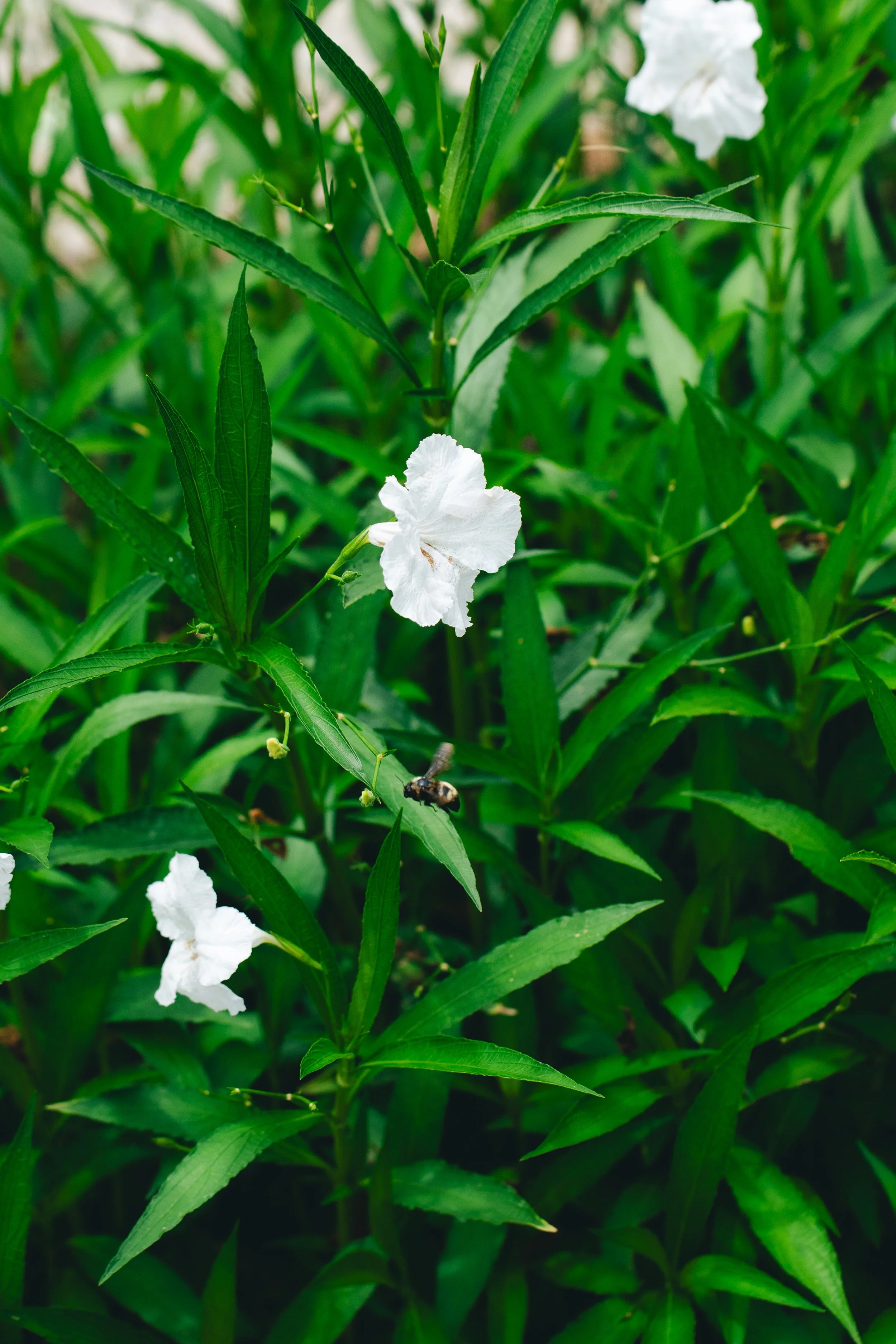 White Mexican Petunia