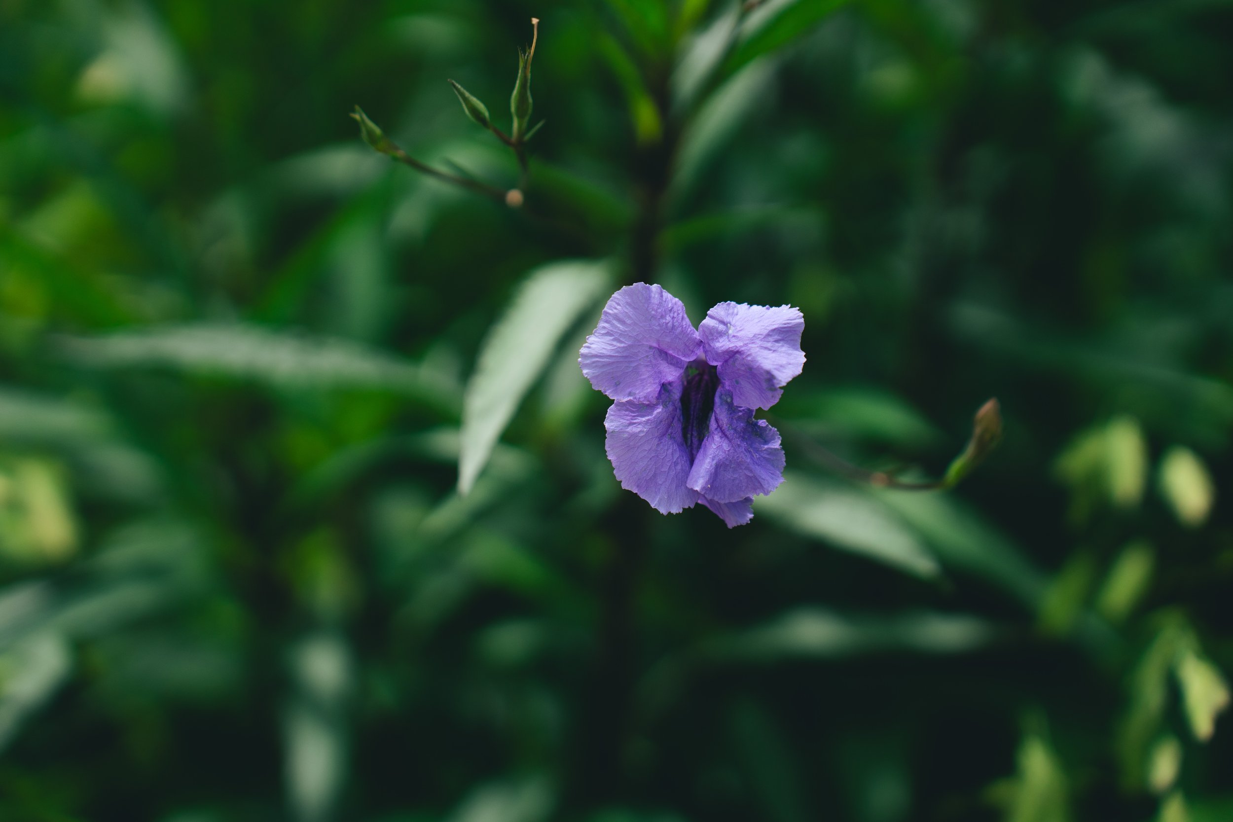 Mexican Petunia