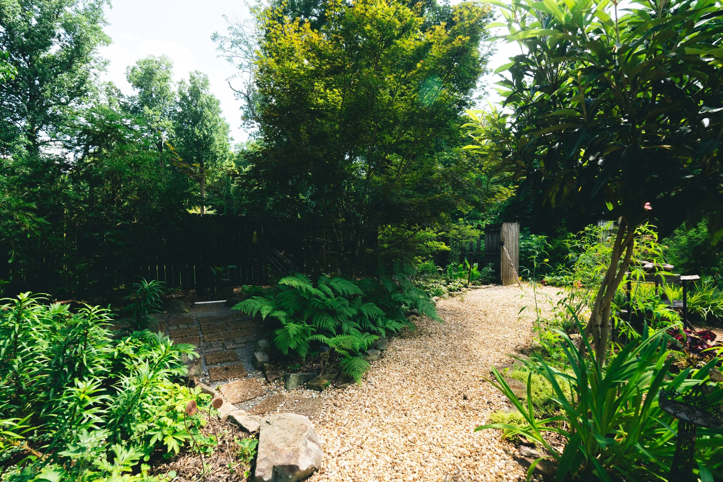 Looking Southwest : Loquat, Japanese Maple, Orange Lillies and a Yew Tree