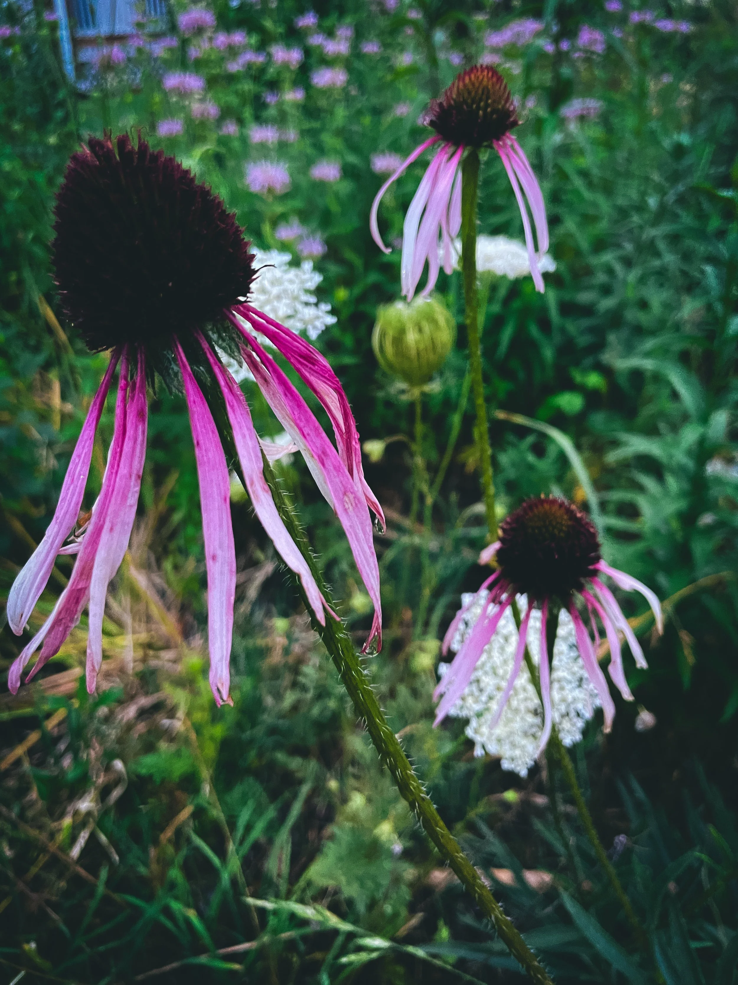 Pale Purple Coneflower