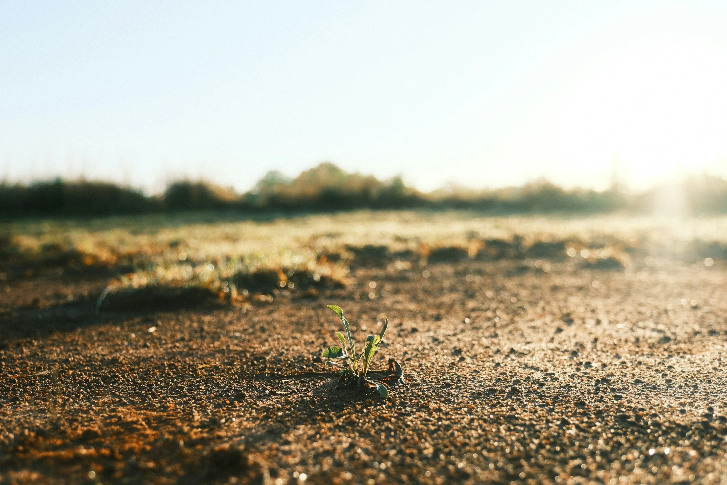 Graceful Growth Begins With One Faithful Step