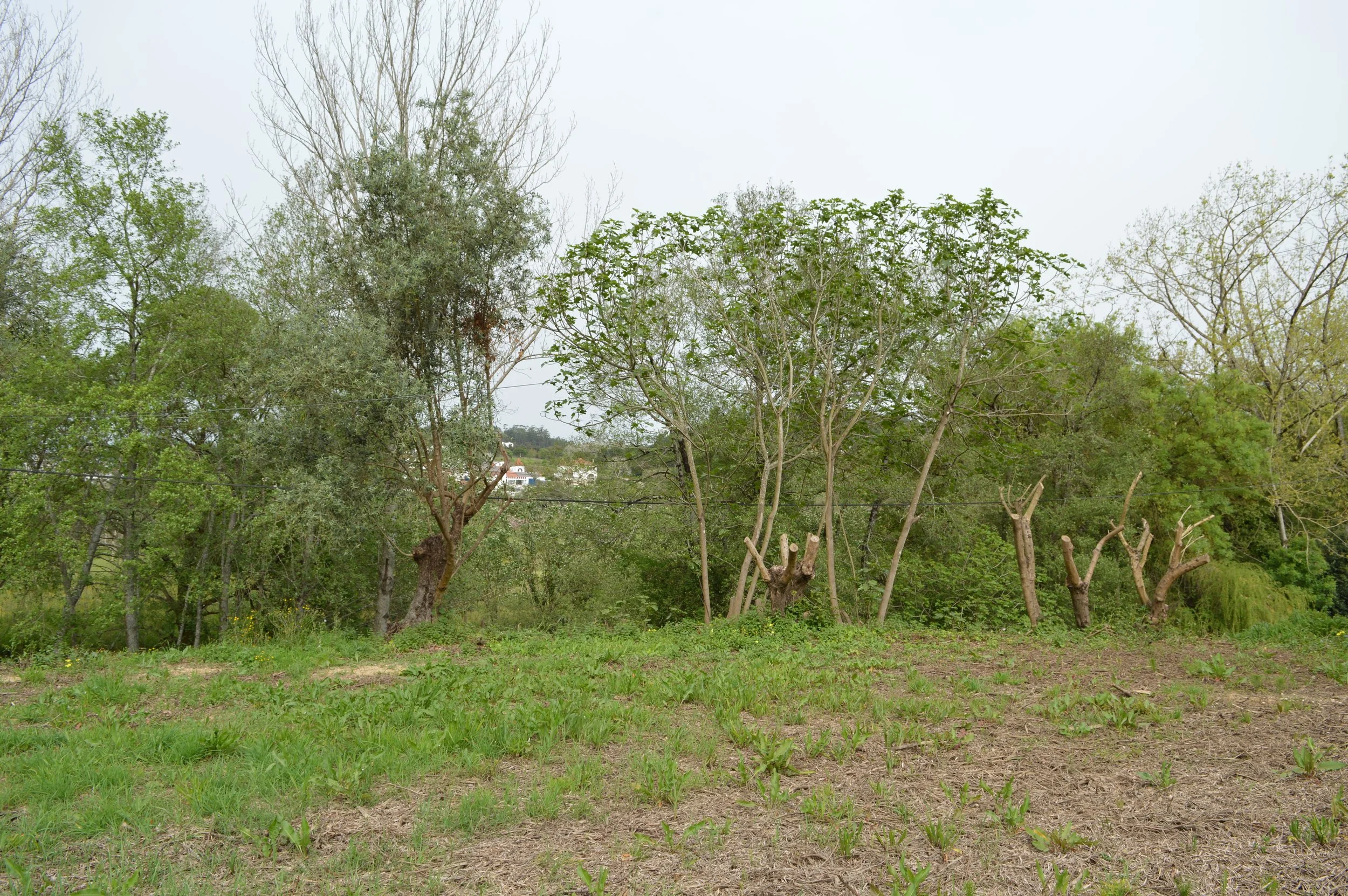 DSC_0091.JPG