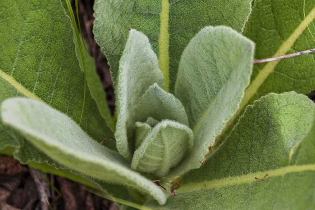 young mullein pic.jpg
