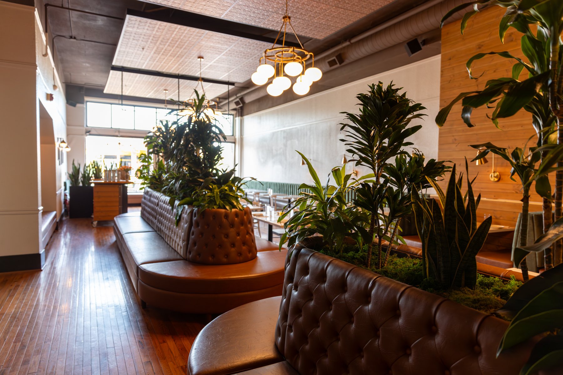 Interior of a modern restaurant with wooden floors, brown leather seating, and green plants. Natural light from large windows, contemporary light fixtures, and a warm, inviting atmosphere. The main dining room of The Hive Social.