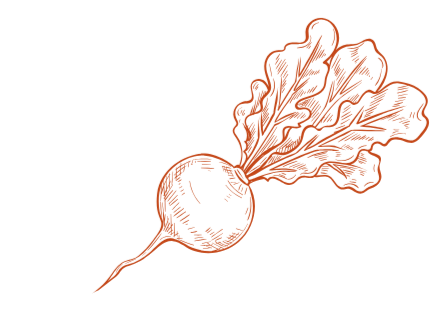 Illustration of a beet with leafy green top