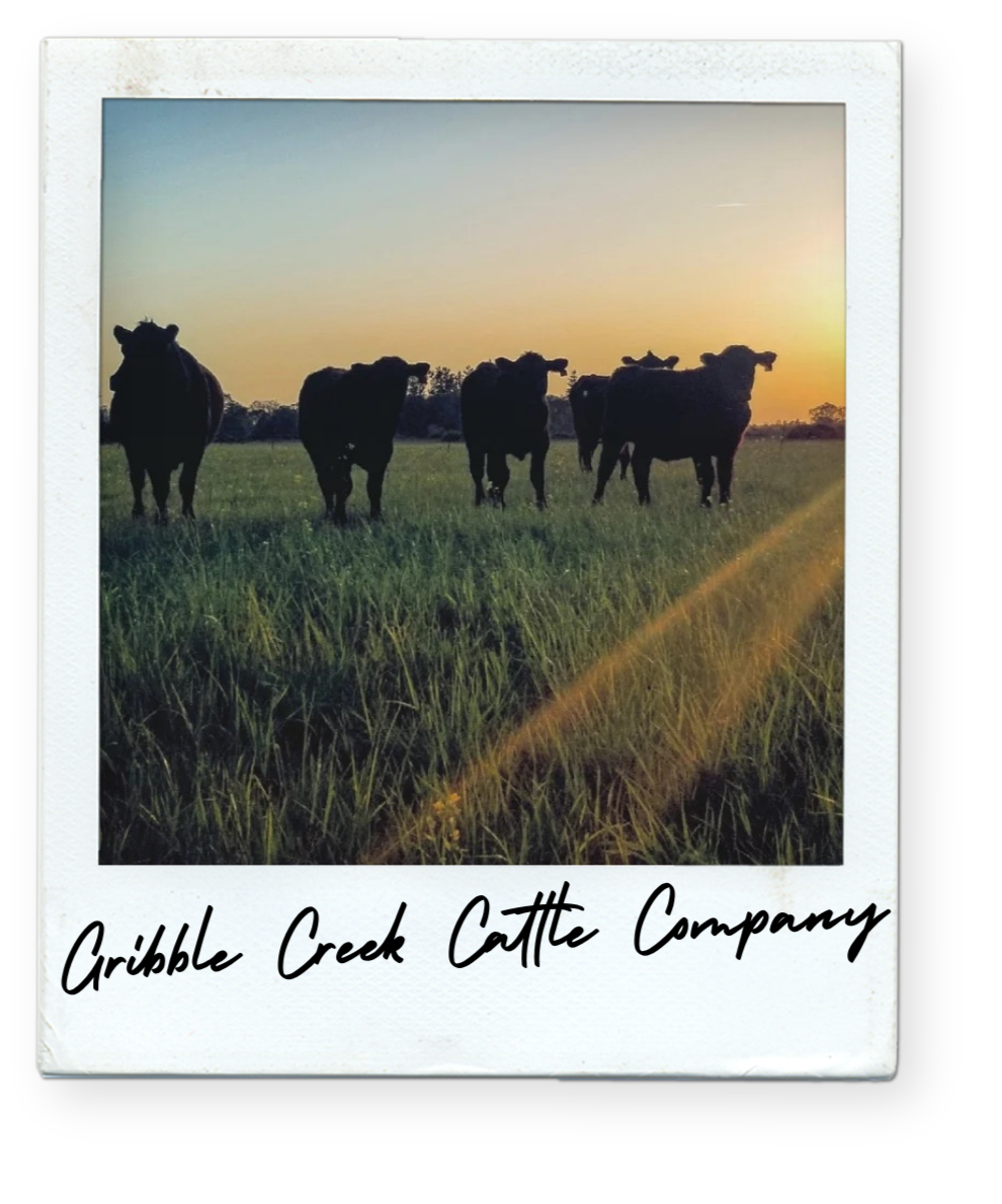 Silhouettes of five cows standing on a grassy field during sunset, with the text "Gribble Creek Cattle Company" written below.