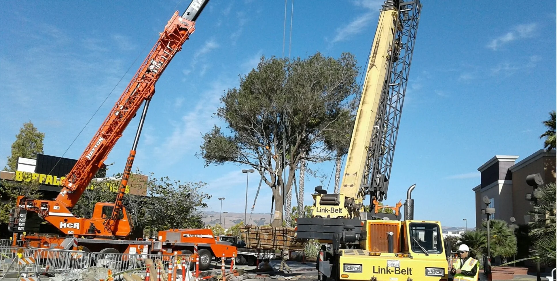 UL-TREE-22.jpg