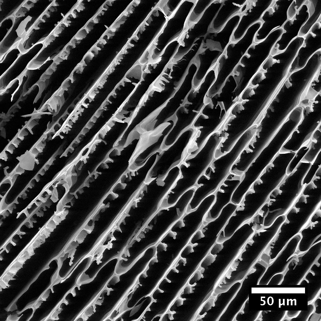 Scanning electron micrograph of a freeze-cast hierarchical porous carbon.