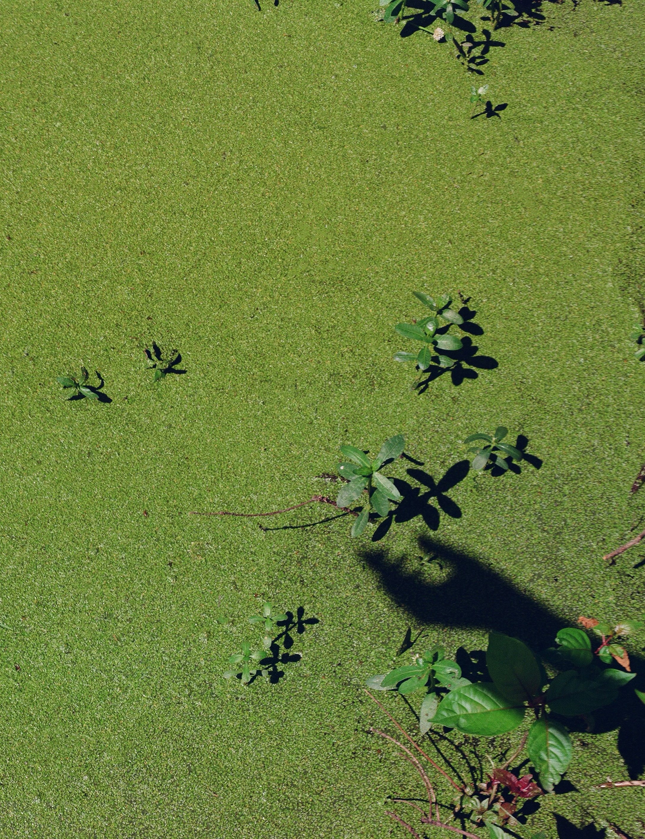 A top-down view of a pond covered with bright green duckweed, with some small plants and their shadows on the surface.