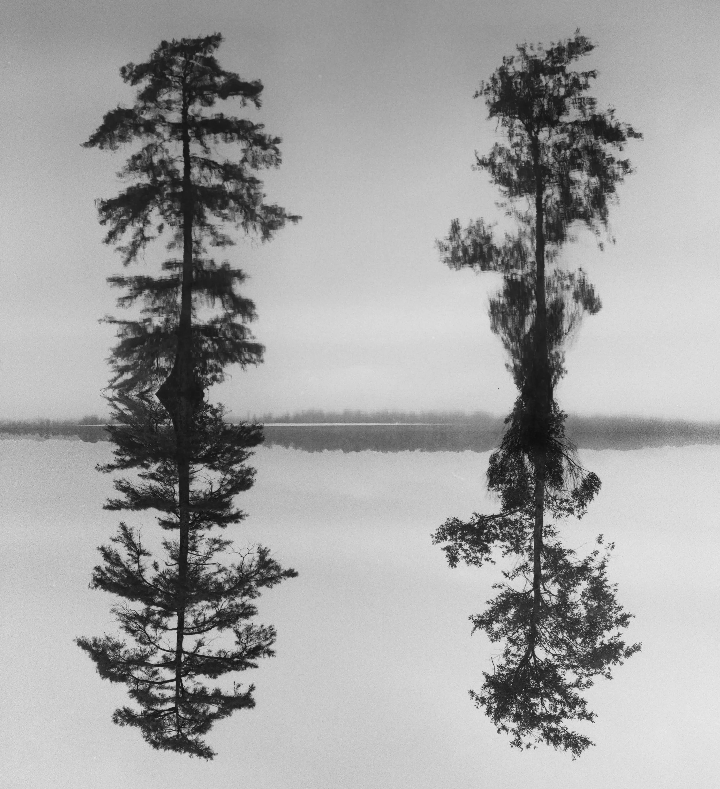 Two tall trees with reflections in a calm body of water, black-and-white photo.