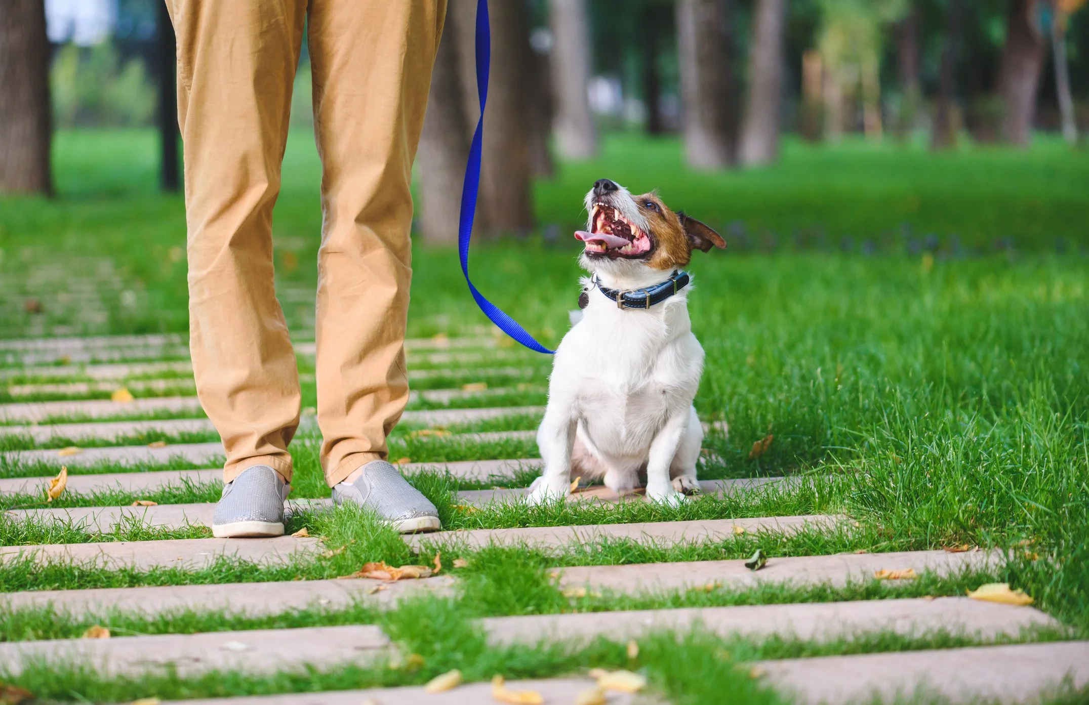 A person standing outdoors with a small dog sitting on a paved walkway surrounded by grass. The dog appears to be barking or panting with its tongue out, and the person is holding a blue leash.
