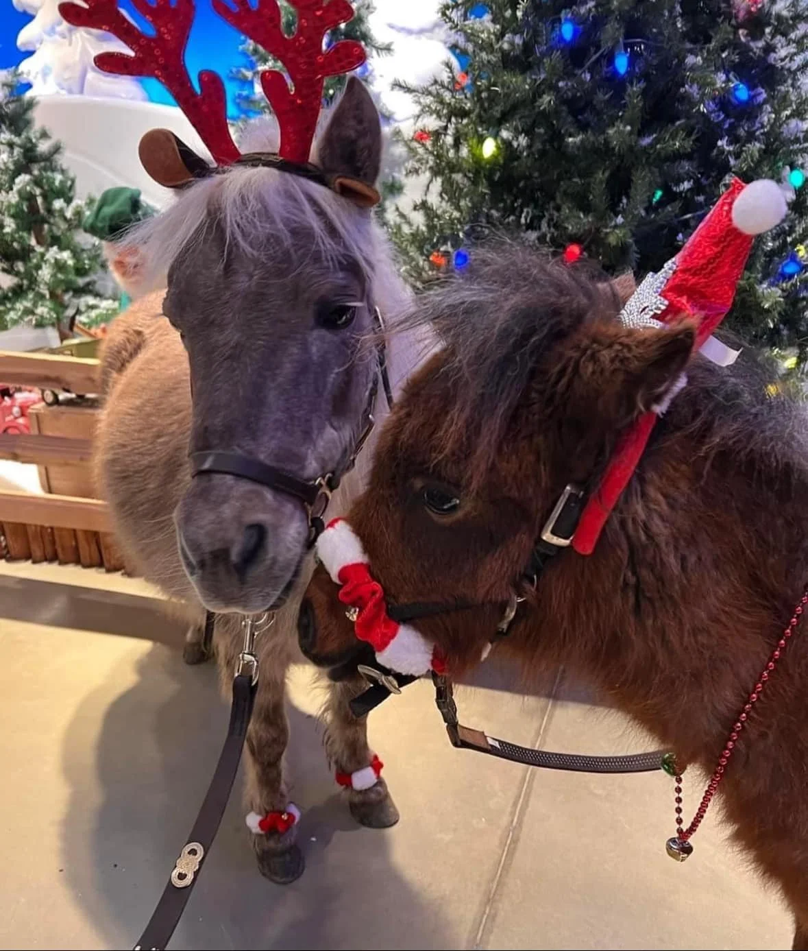Pony visits during the Downtown Milford Lamplight Stroll for children and families and adults. Things to do during the holidays in Downtown Milford.