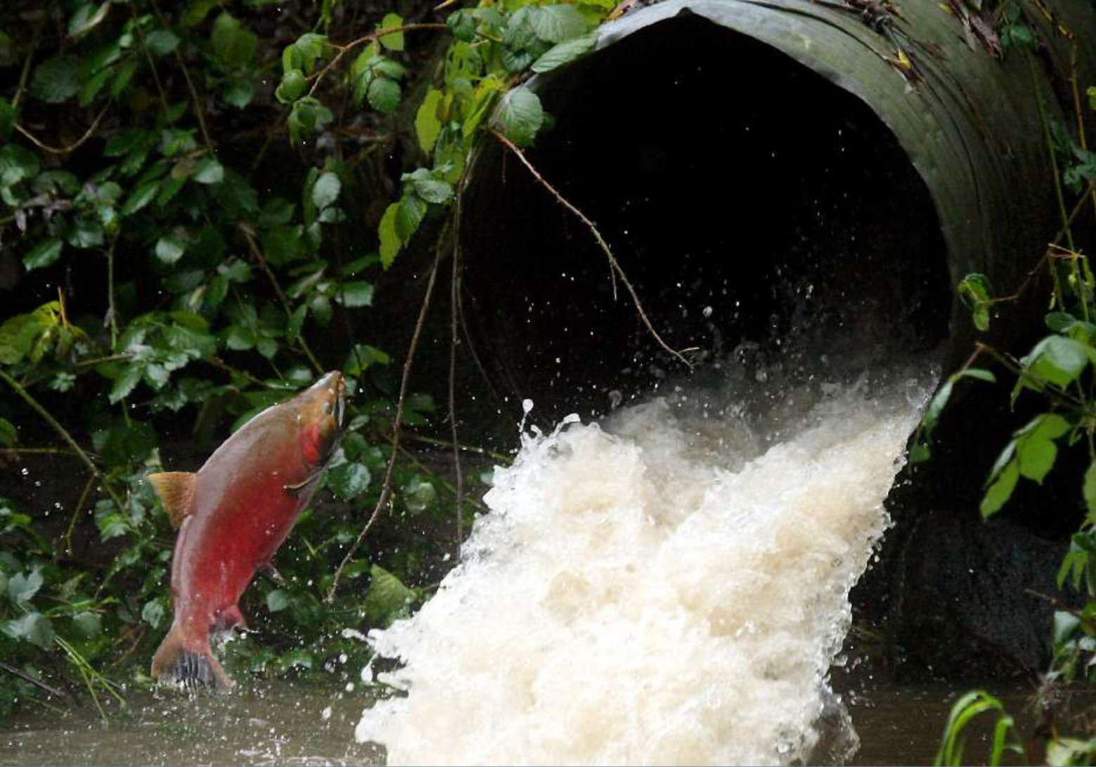 Climate Robust Culvert Design Tool