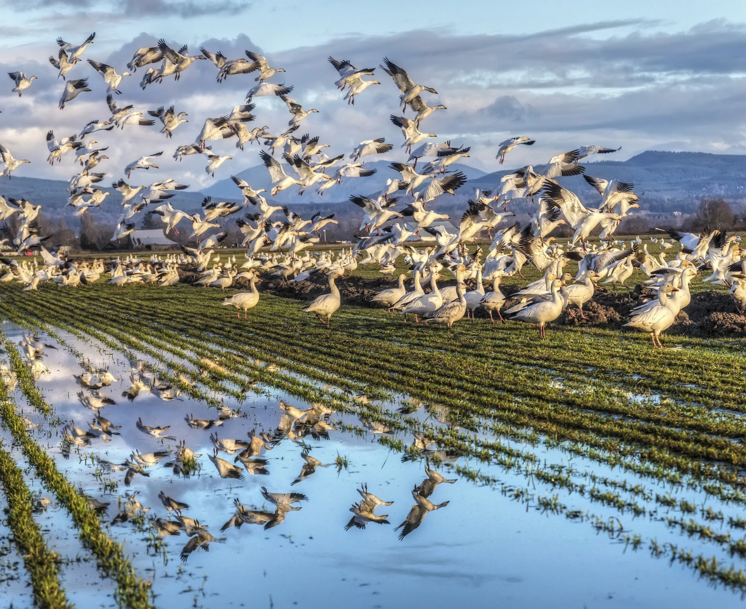 La Conner Snow Geese © Andy Porter