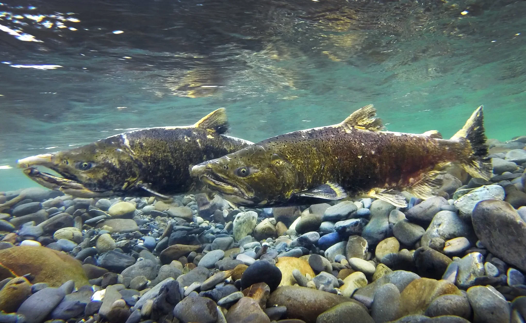 Chinook Salmon Image Source: Seattle Times