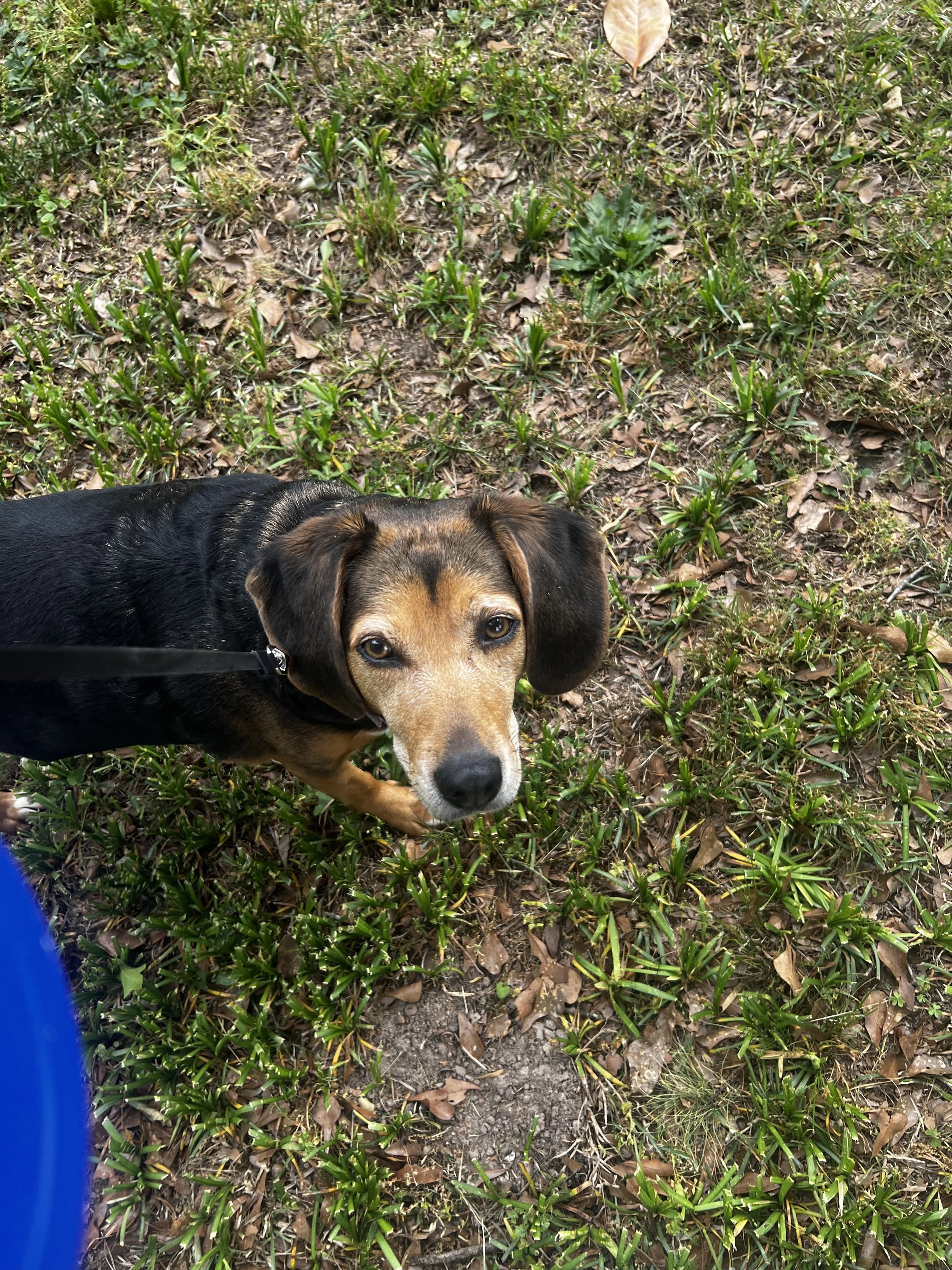 A close-up of a brown and black dog with tan markings on its face, looking directly at the camera while standing on green grass with some leaves and dirt.