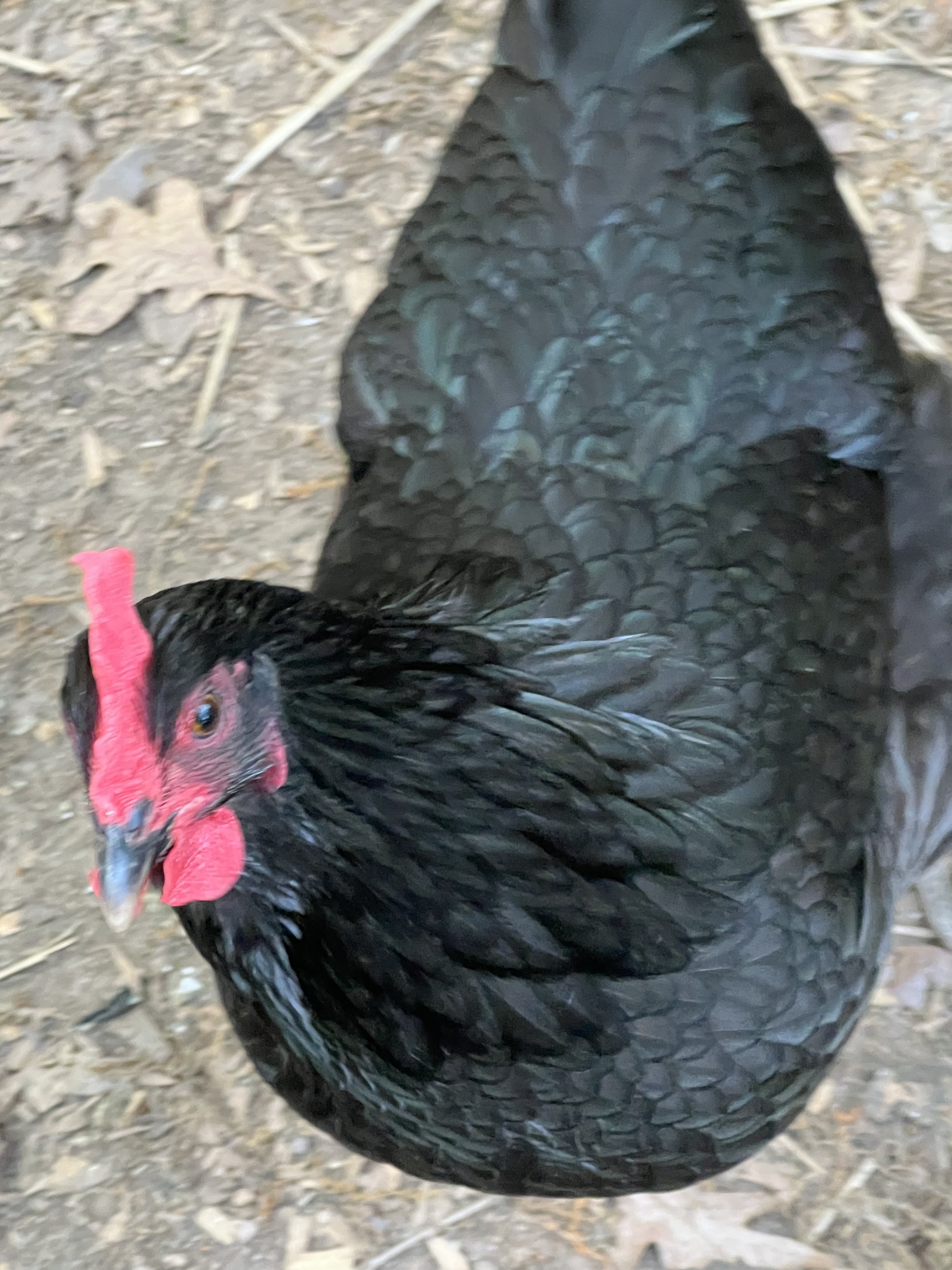 A black domestic turkey with a pink wattle and snood, standing on a dirt and leaf-covered ground.