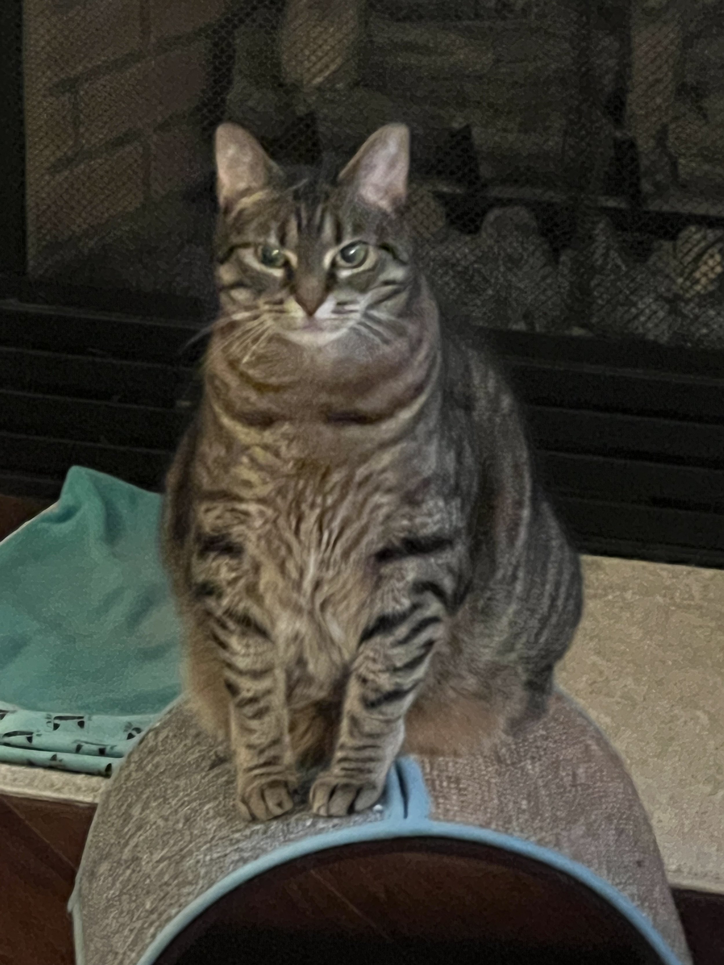 A tabby cat with green eyes and black stripes sitting on a person's lap, who is wearing a glove, near a fireplace with a metal screen.