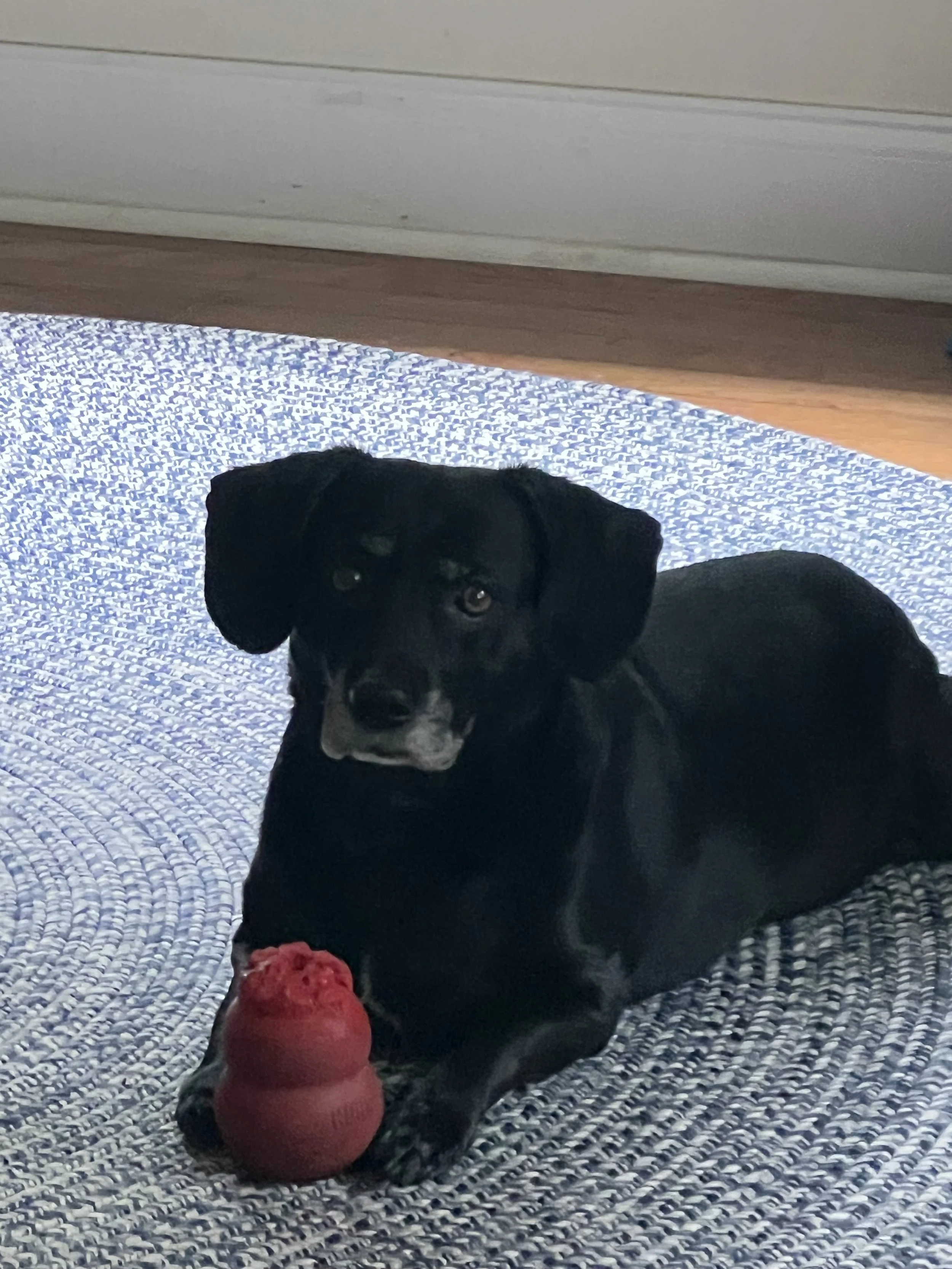 A small black dog with some white markings on its face, lying on a textured blue and white rug. The dog is holding a red toy in its front paws and looking up. There is a red ball toy in front of the dog.