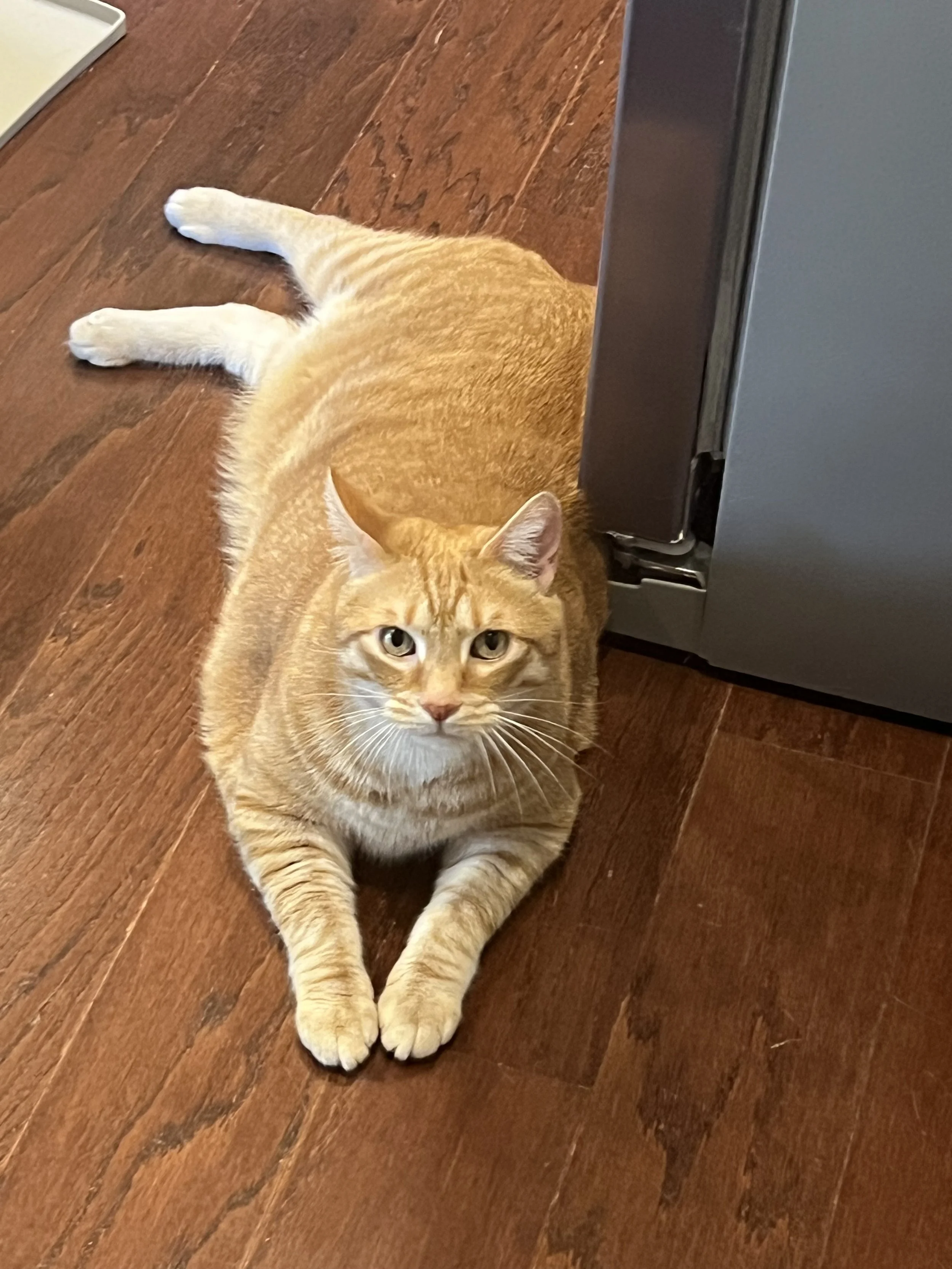 Orange tabby cat lying on a wooden floor, with part of its body covered by a gray refrigerator.