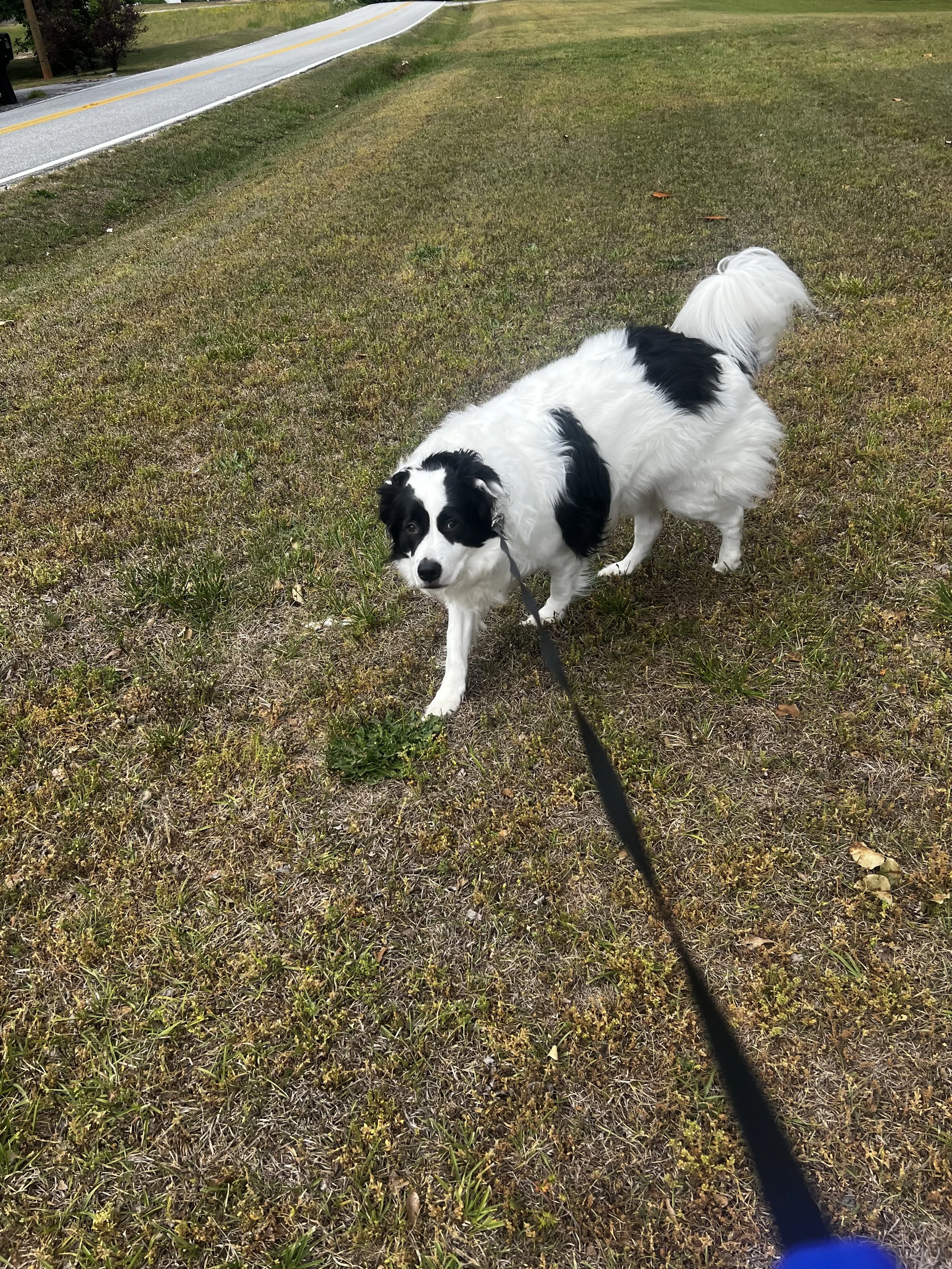 A black and white dog walking on grass near a road, looking at the camera.