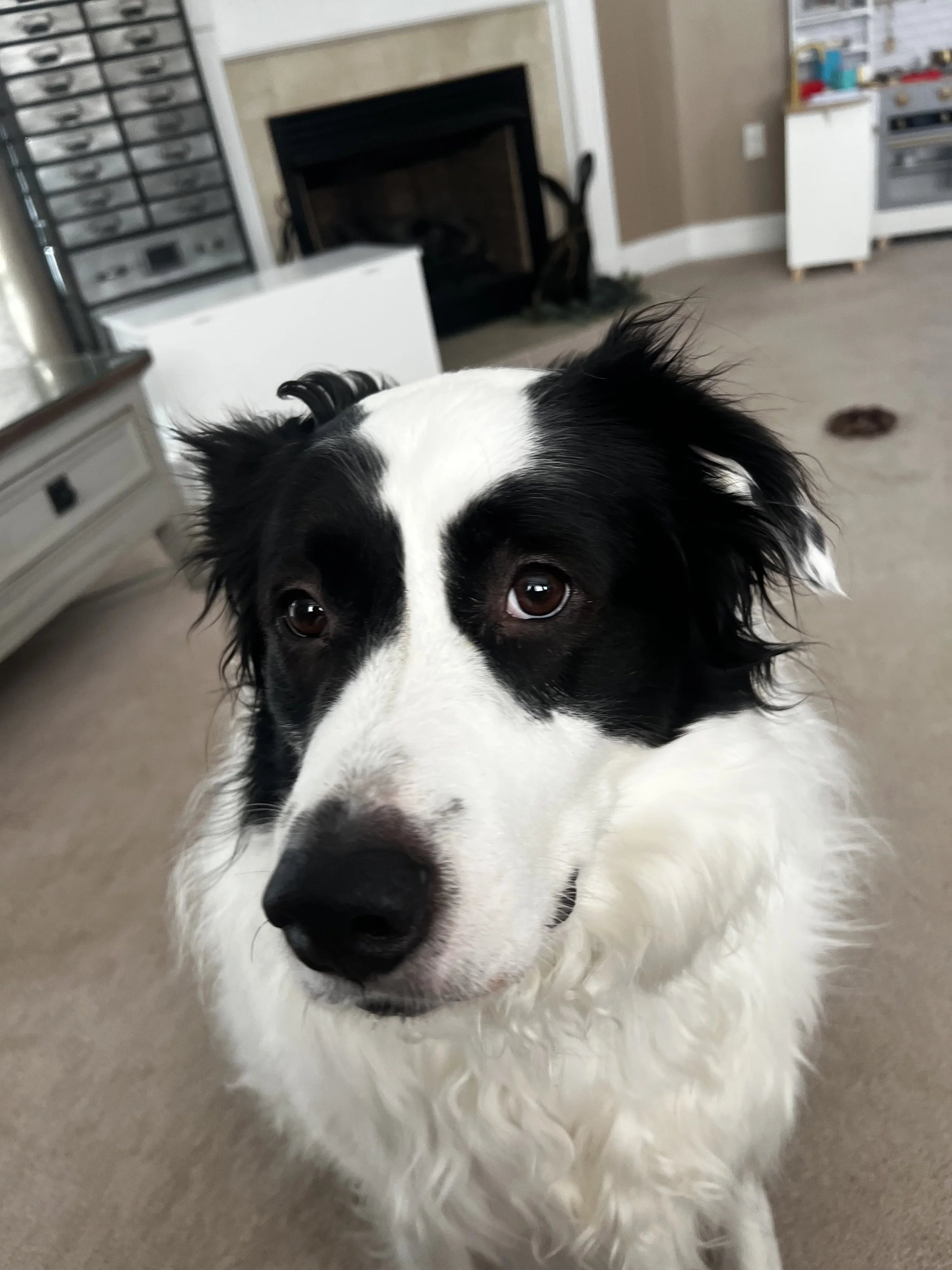 Close-up of a black and white dog with brown eyes, standing on a beige carpet in a home interior.