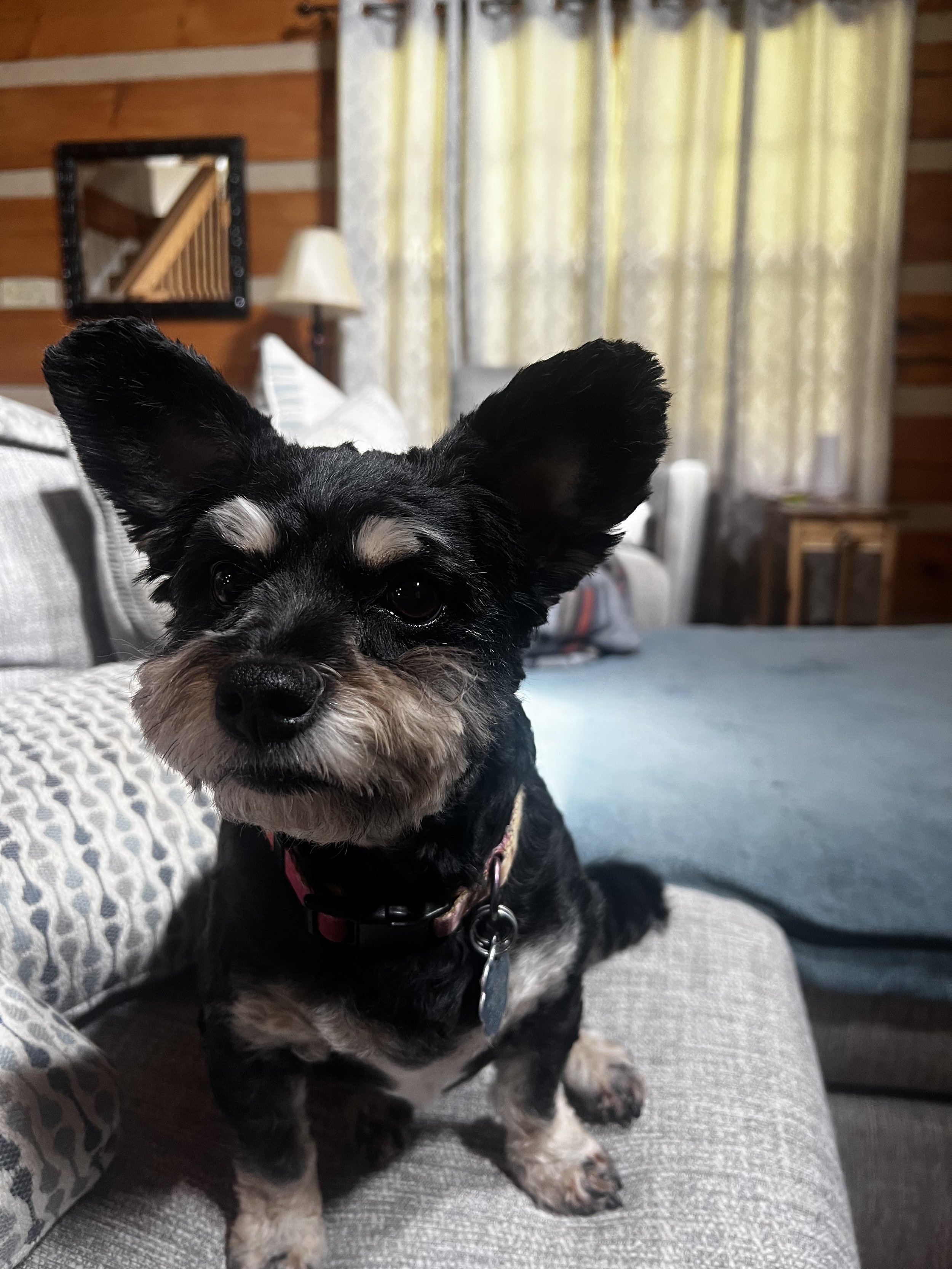 Close-up of a black and white puppy with large ears sitting on a couch, looking at the camera. The background shows a wooden wall, a mirror, a lamp, and curtains.
