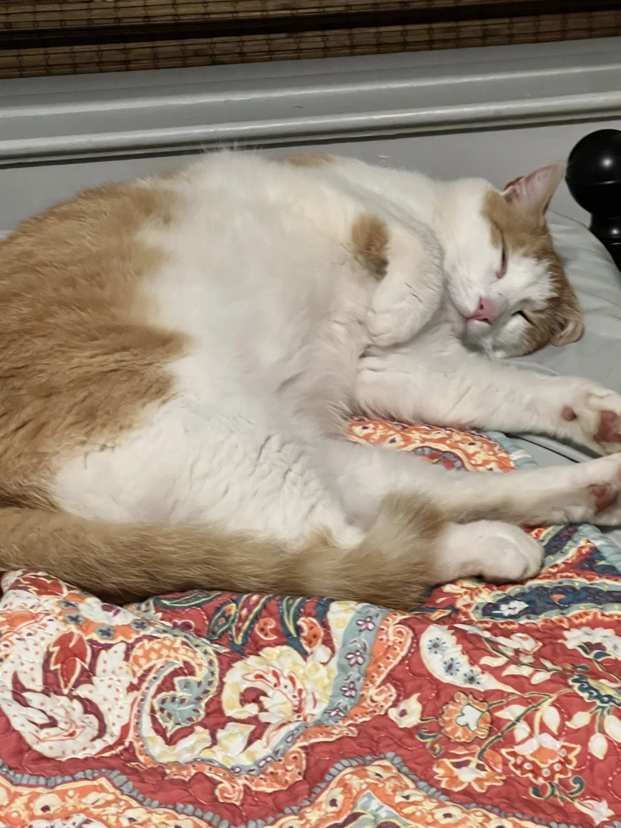 A ginger and white cat lying on a colorful, patterned quilt, resting with eyes partly closed.