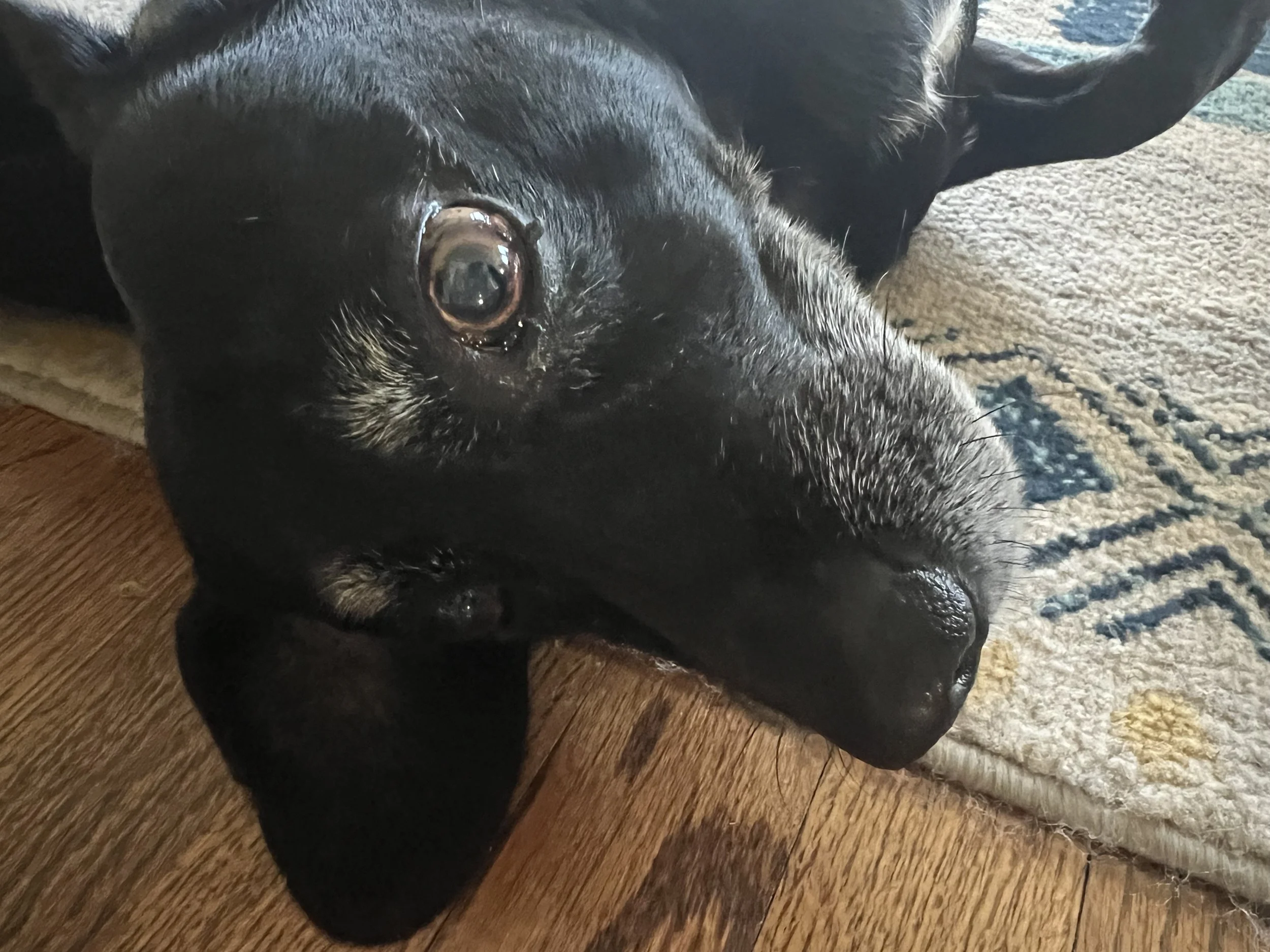 Close-up of a black dog lying on its side on a wooden floor, with its head resting on a textured rug and looking up at the camera.