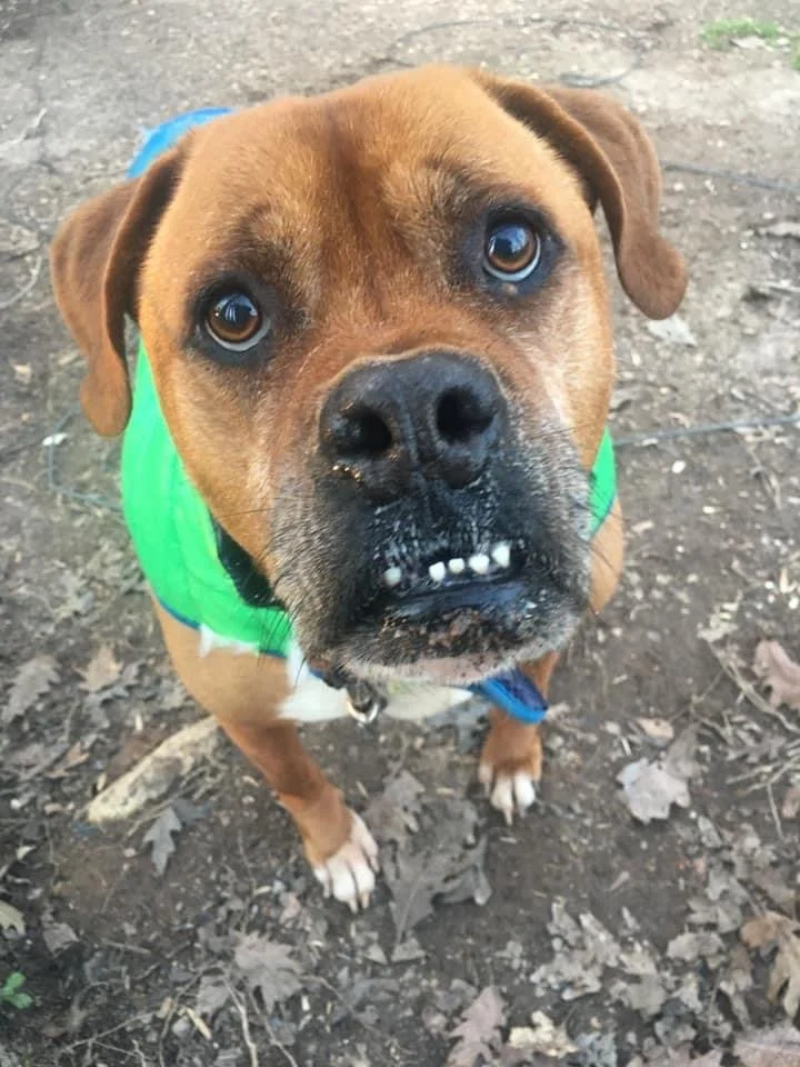 Close-up of a brown dog with a black nose, wearing a green vest, looking up with expressive eyes.