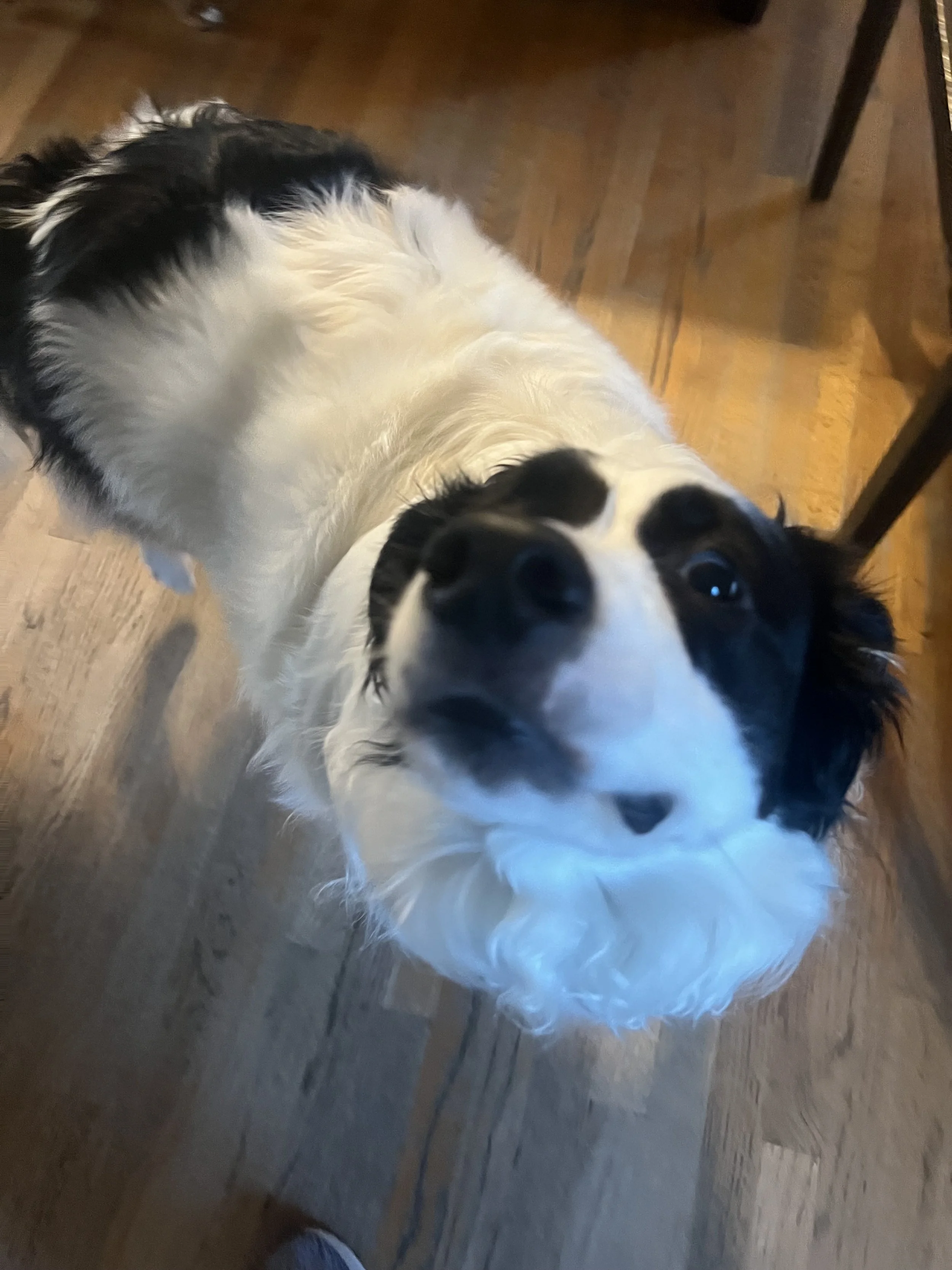 Close-up of a Black and White dog with a curious expression standing on a wooden floor.