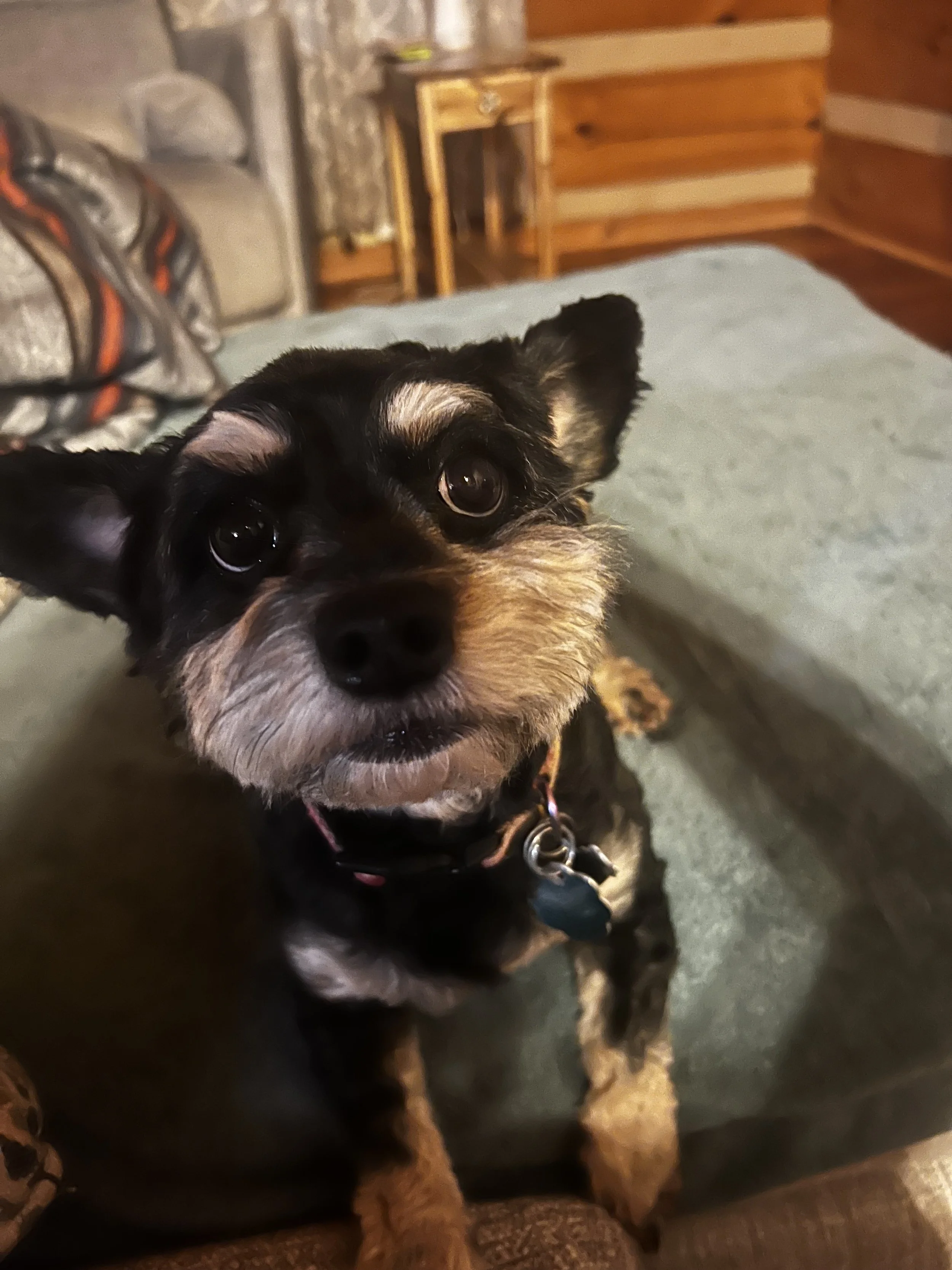 A small black and tan puppy with large eyes lying on a couch, looking at the camera with its head slightly tilted.