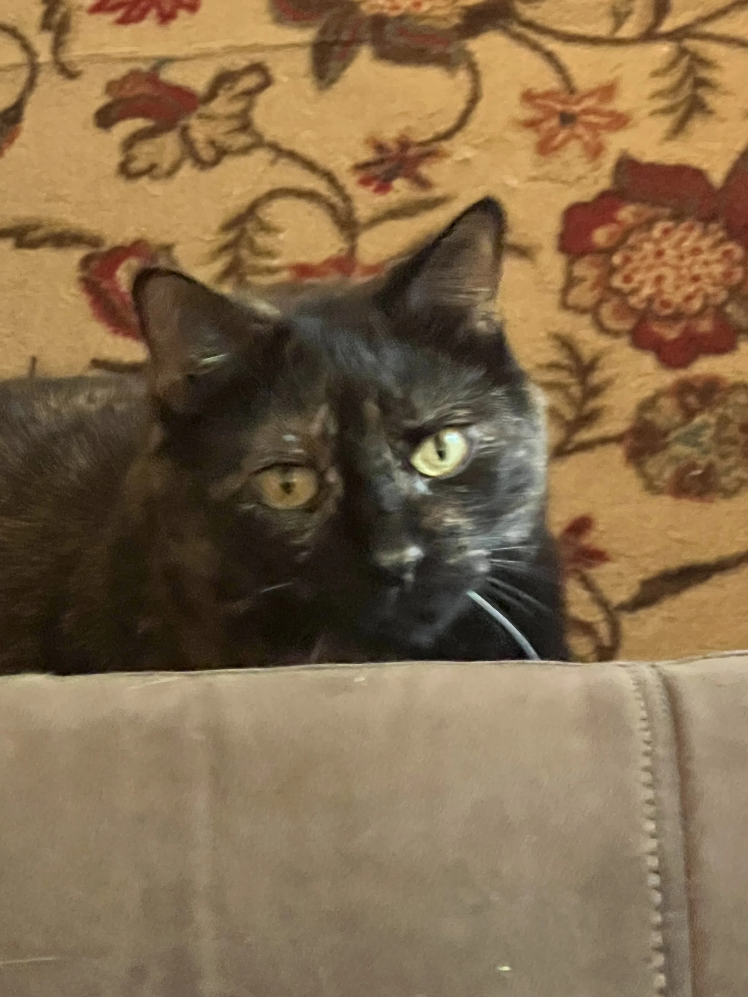 A black cat with green eyes sitting on a beige couch in front of a patterned rug with orange, red, and black floral designs.