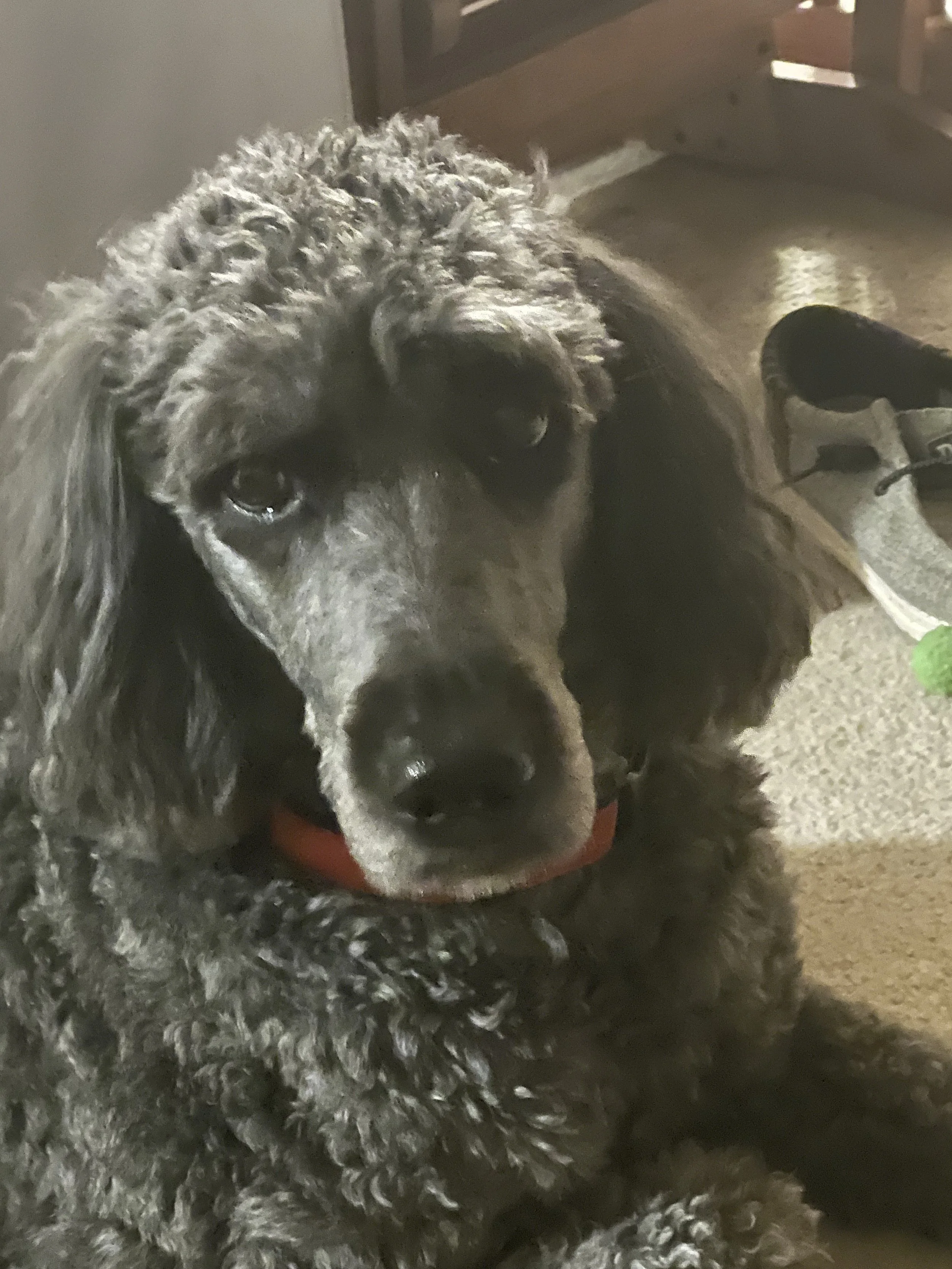 A black and gray poodle with curly fur lying on the floor, wearing an orange collar, and looking at the camera.