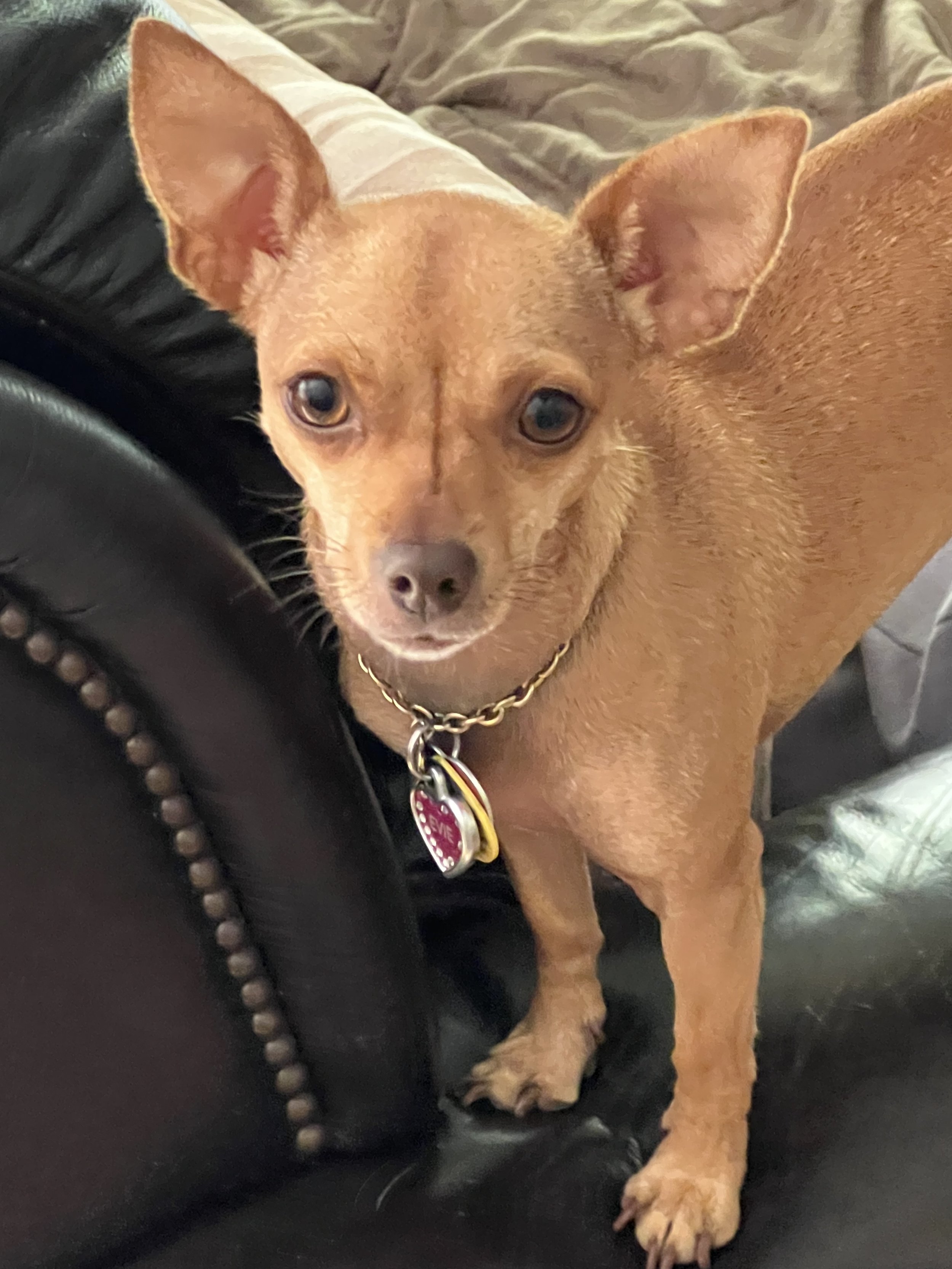 A small brown dog with large ears, lying on a black leather piece of furniture. The dog is wearing a gold chain collar with a red and white heart-shaped tag. The background includes a beige blanket or pillow and a grey blanket.
