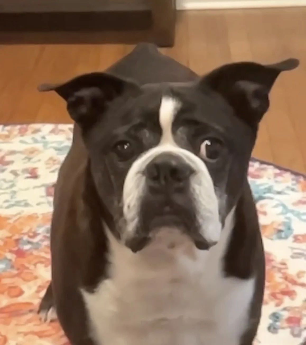 A black and white Boston Terrier dog sitting on a colorful floral patterned rug in a room with hardwood flooring and furniture.