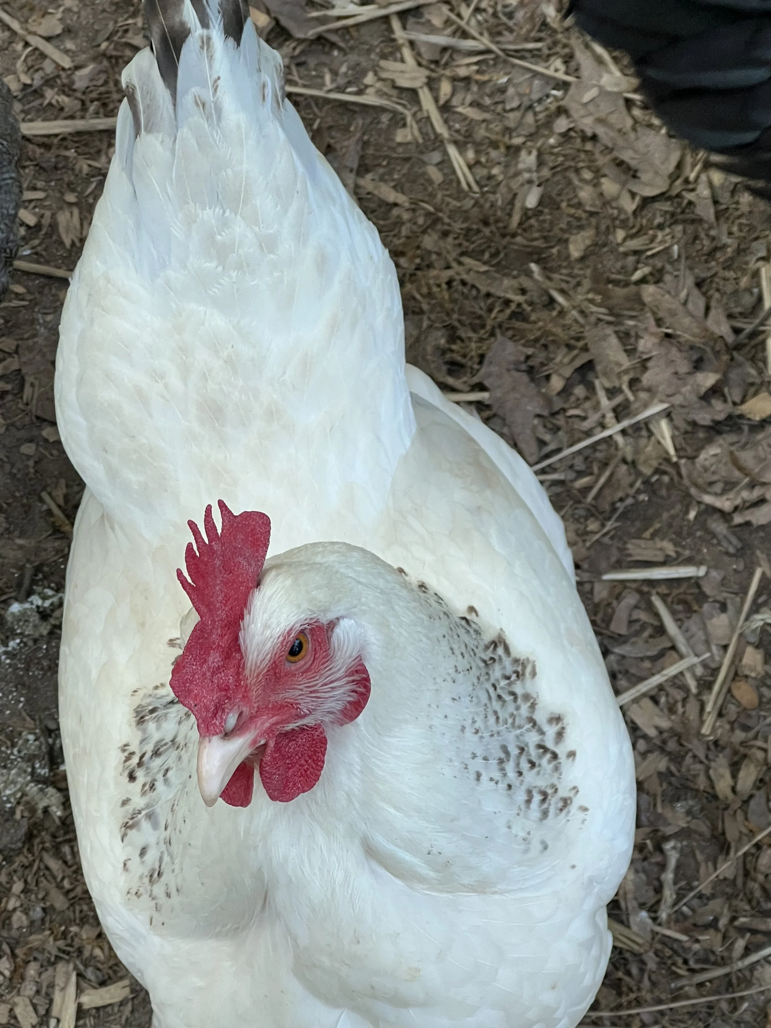 A white chicken lying on dirt ground with scattered straw and small twigs.