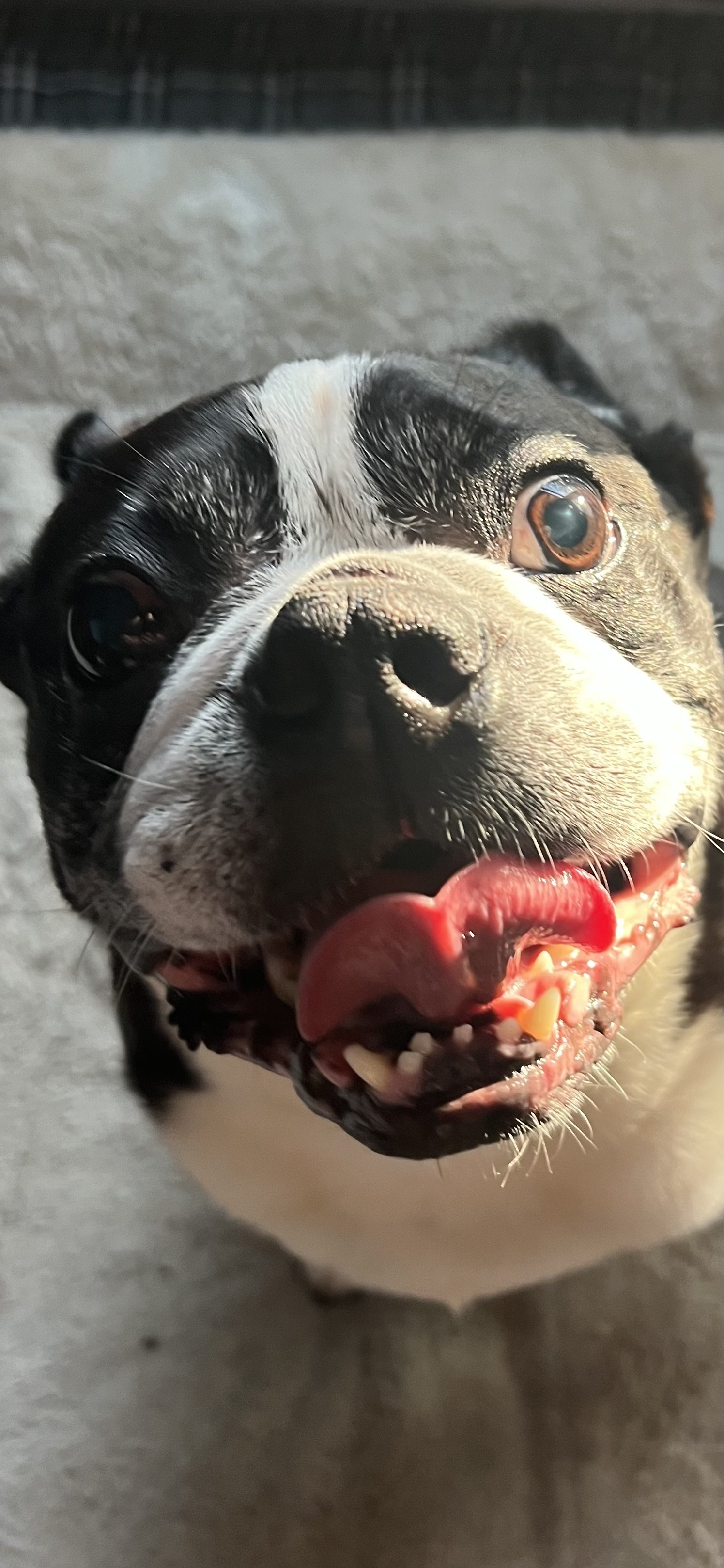Close-up of a happy black and white Boston Terrier dog lying on a carpet, mouth open, tongue out, with one eye showing.
