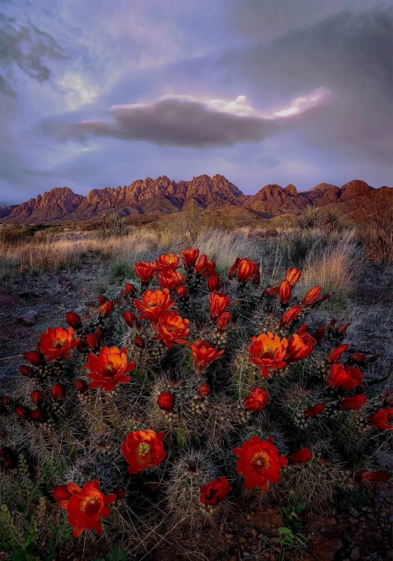 A desert scene with orange cactus flowers in the foreground, dry grass, and mountains in the background under a cloudy sky.
