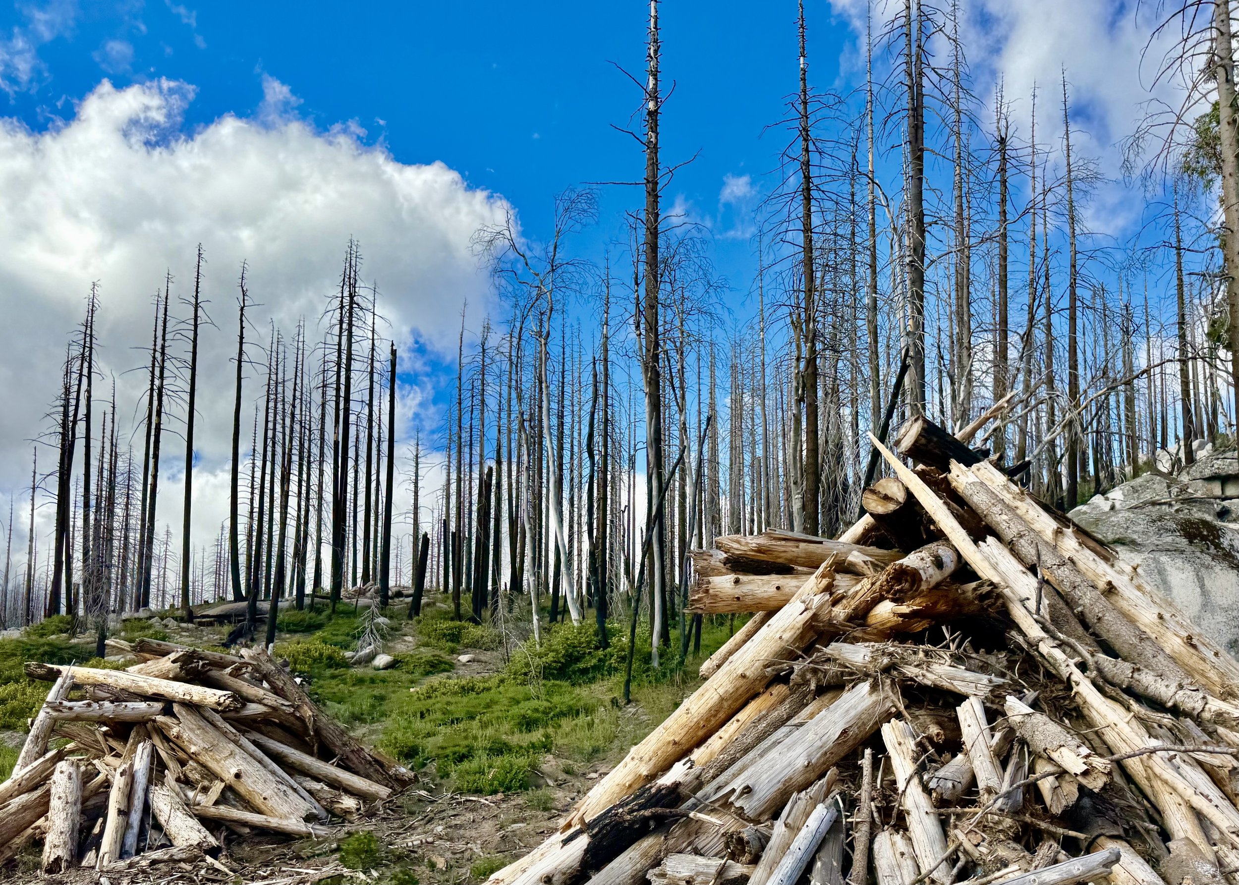 Scenic landscape of a forest with many burned and dead trees, some fallen logs, and a grassy area with mountains in the background under a partly cloudy blue sky.