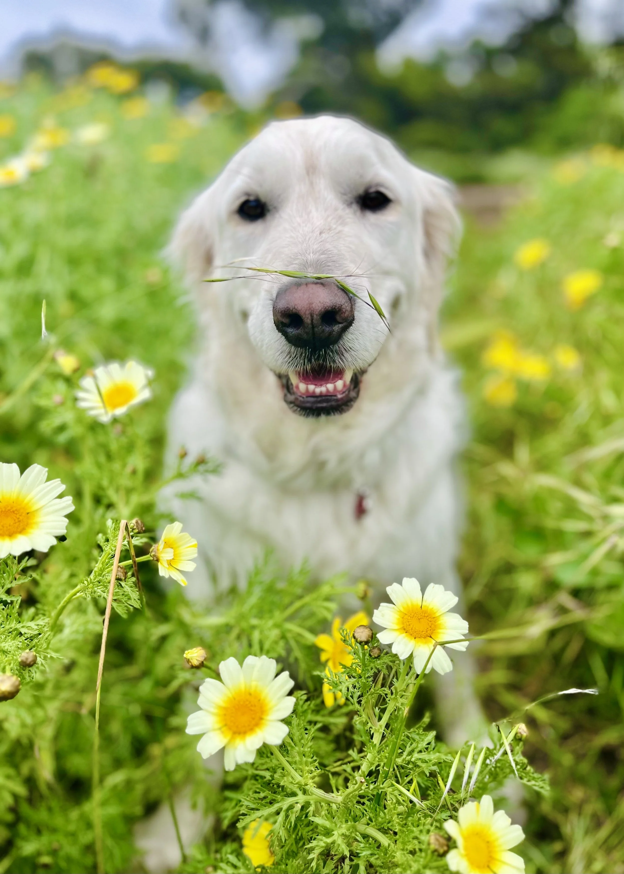 A happy golden retriever dog with a piece of grass in its mouth, standing in a field of yellow and white daisies.