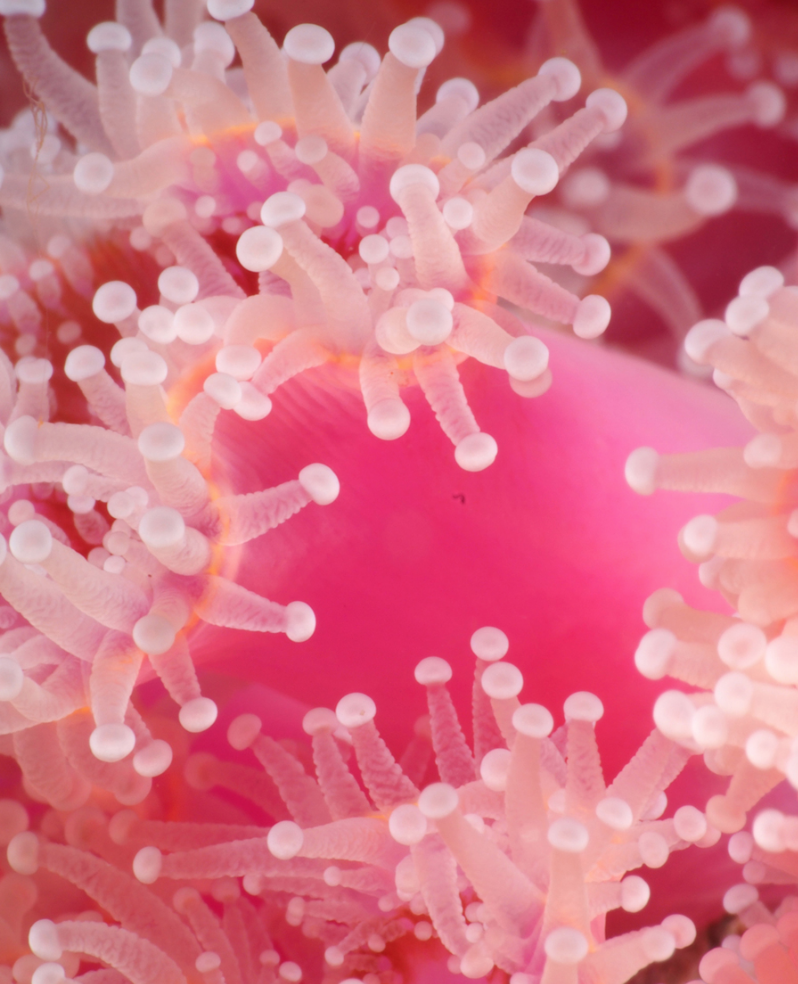 Close-up of pink coral with white-tipped tentacles.