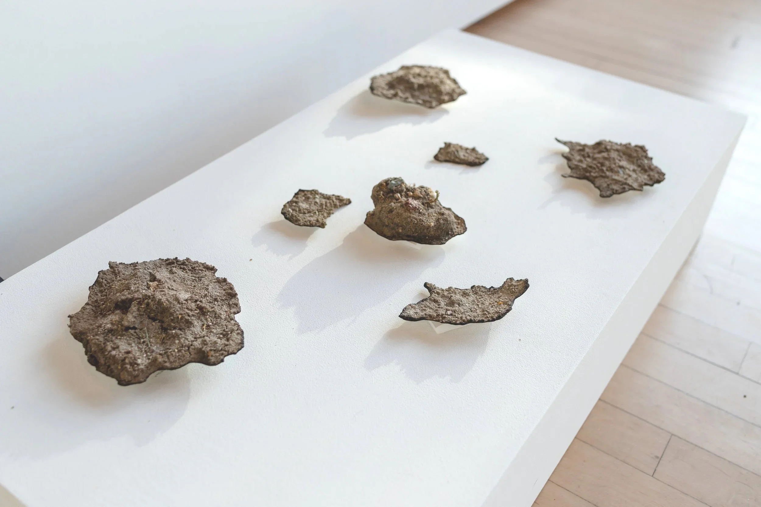 Several earth or rock fragments of varying sizes and shapes arranged on a white display board in an art or archaeological exhibit.