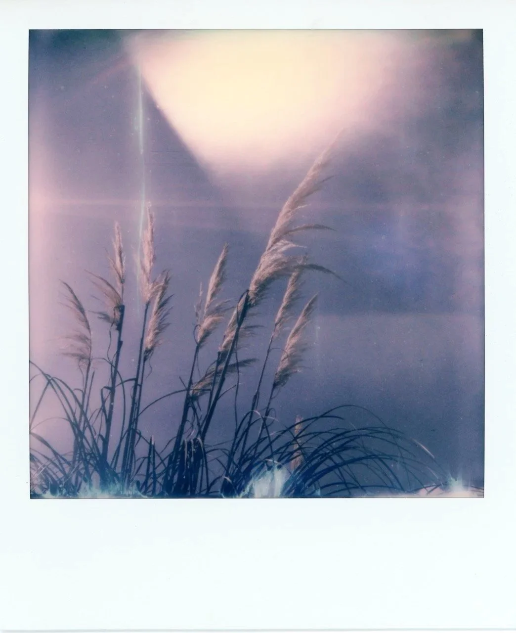 Tall grass or reeds silhouetted against a bright sky with clouds and sunlight.